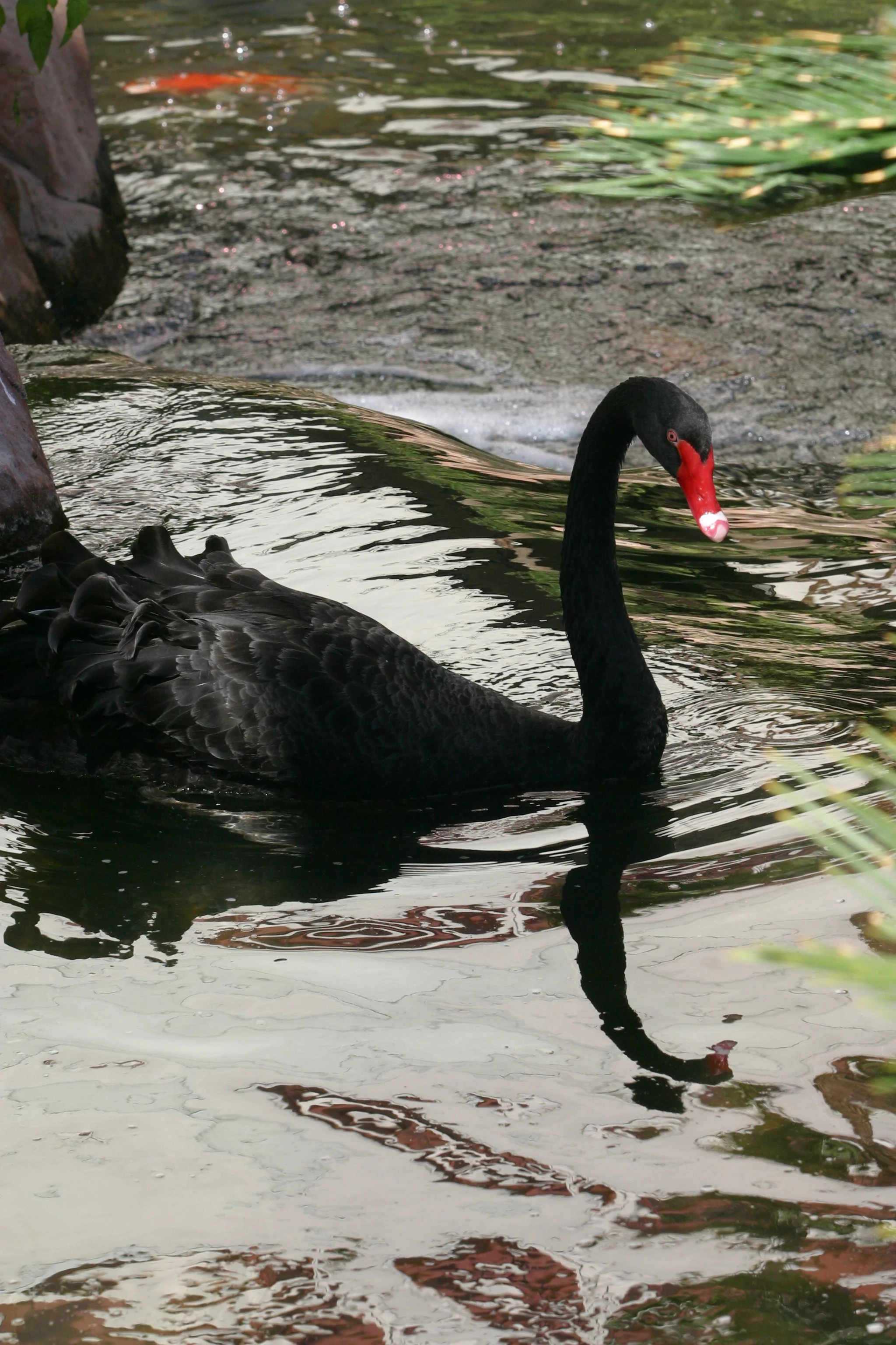 Black Swan