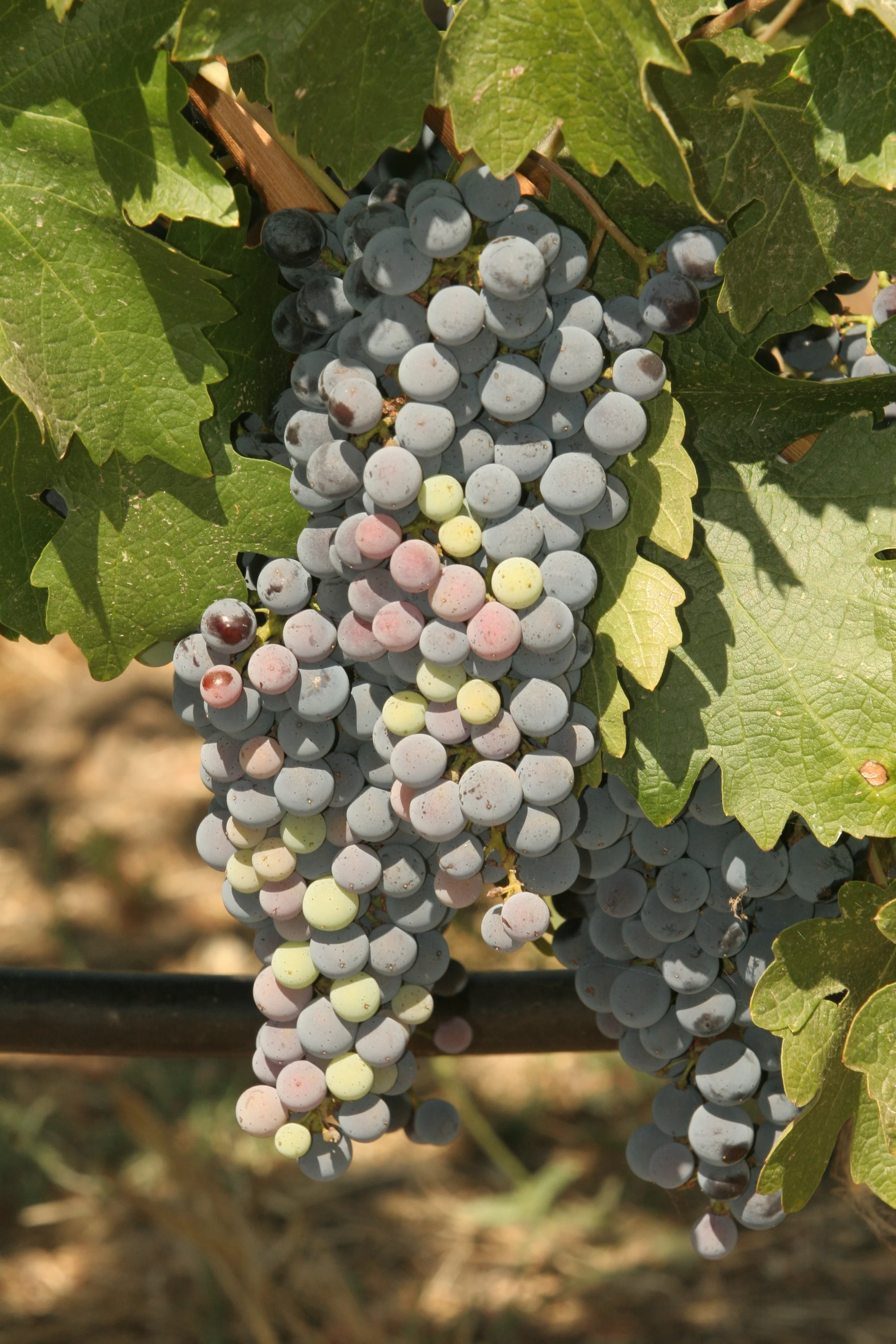 Grapes of joy