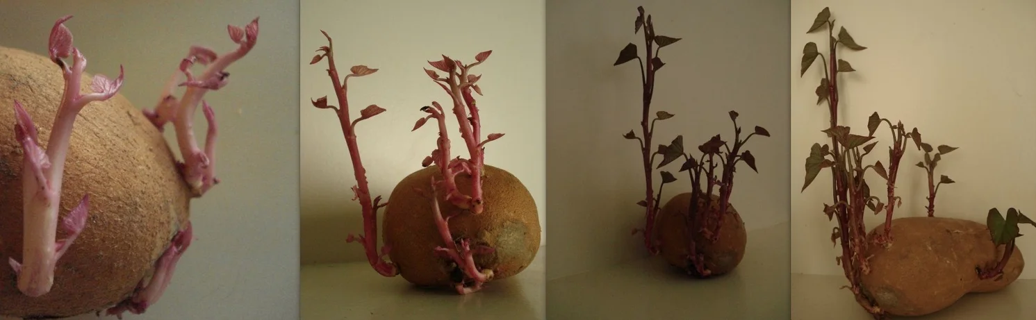 One Studly Spud