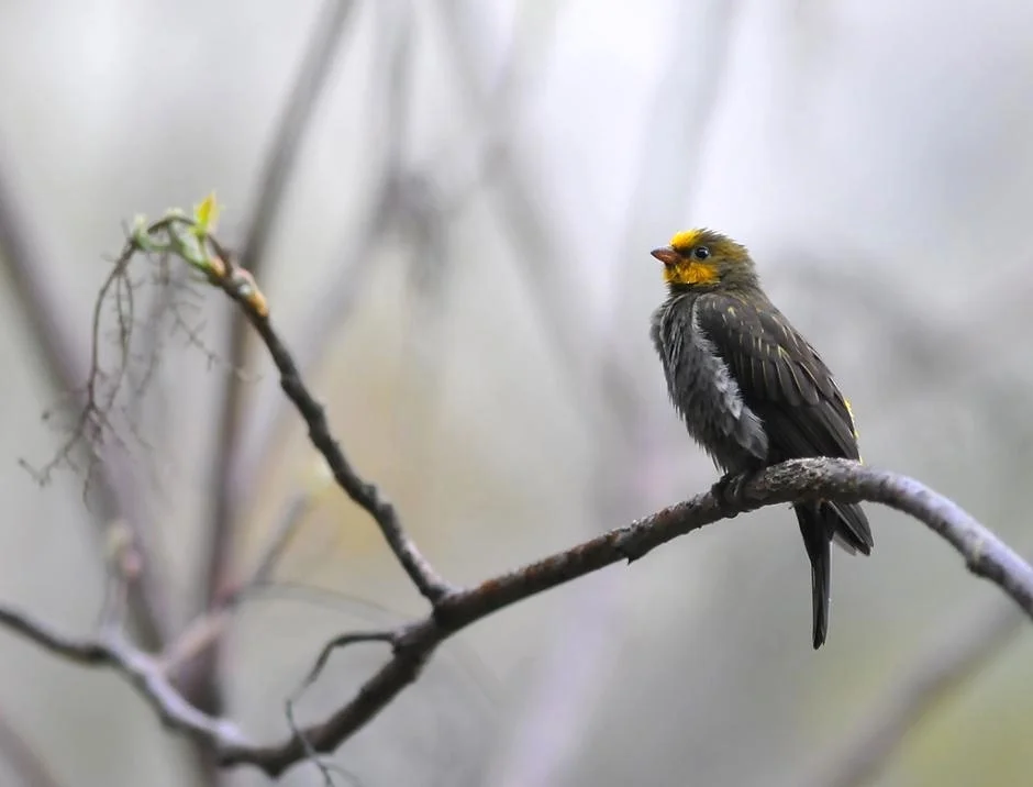 My Honeyguide Bird