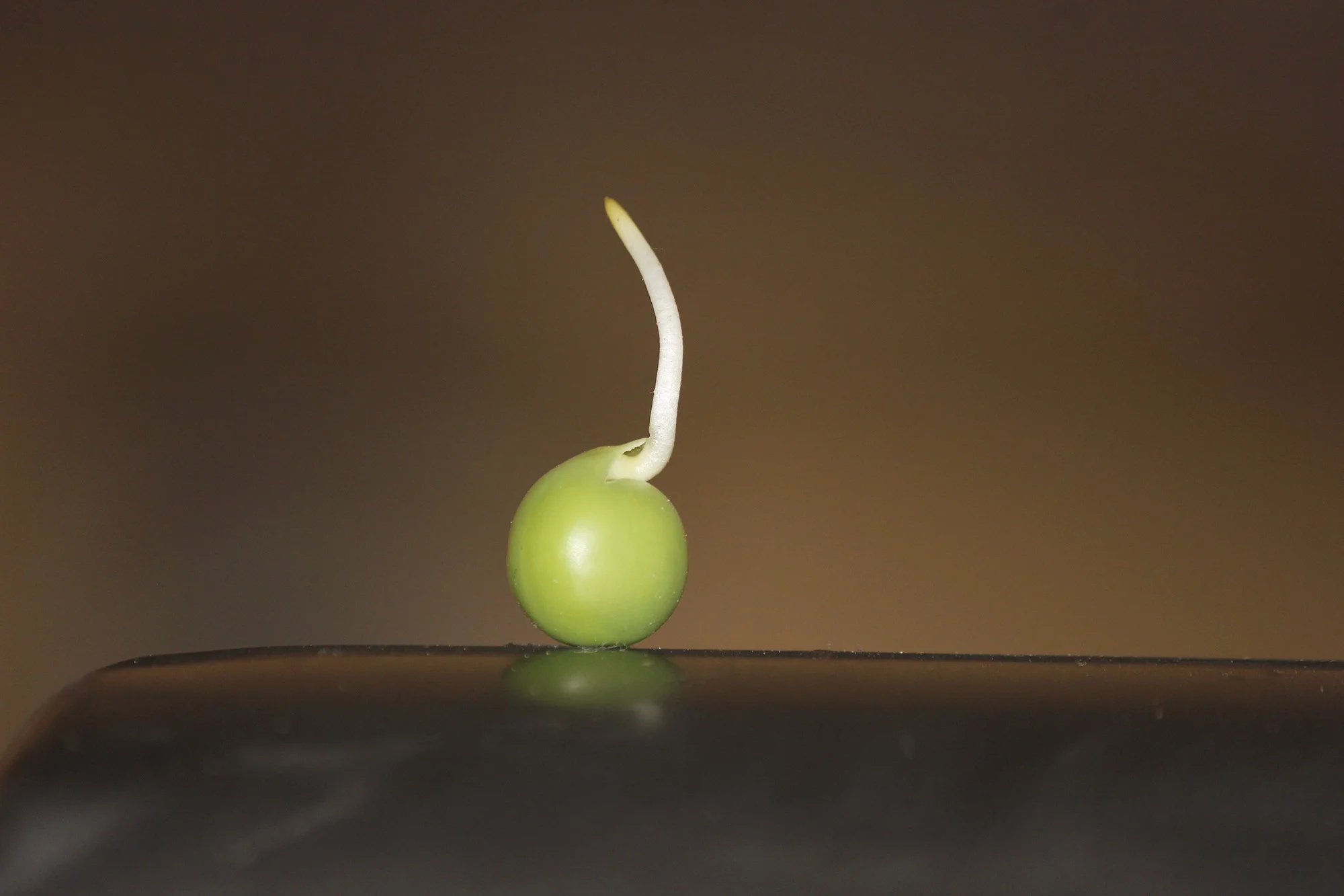 No Magic Bean - Part I