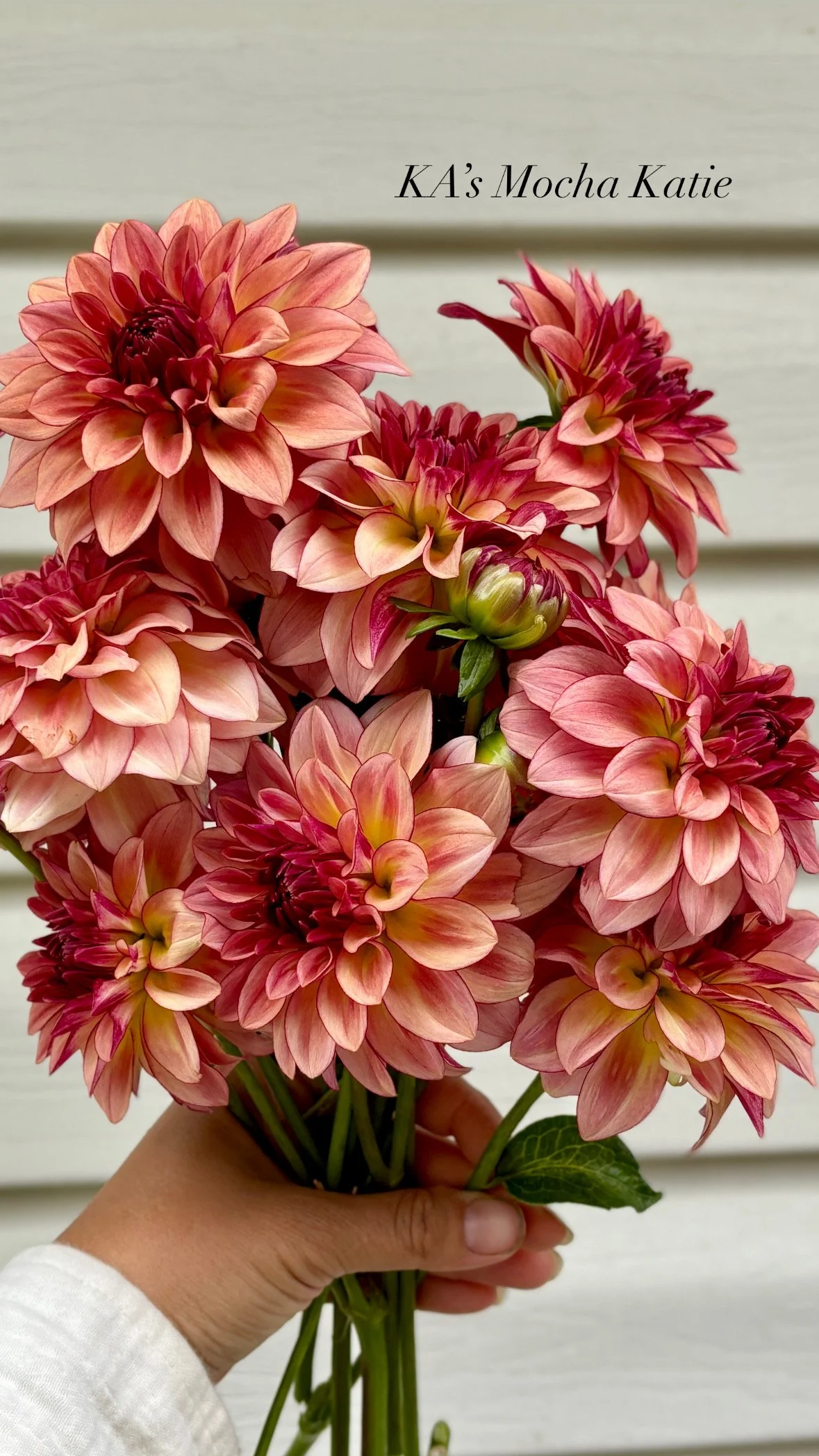 My 2025 Dahlia Collection