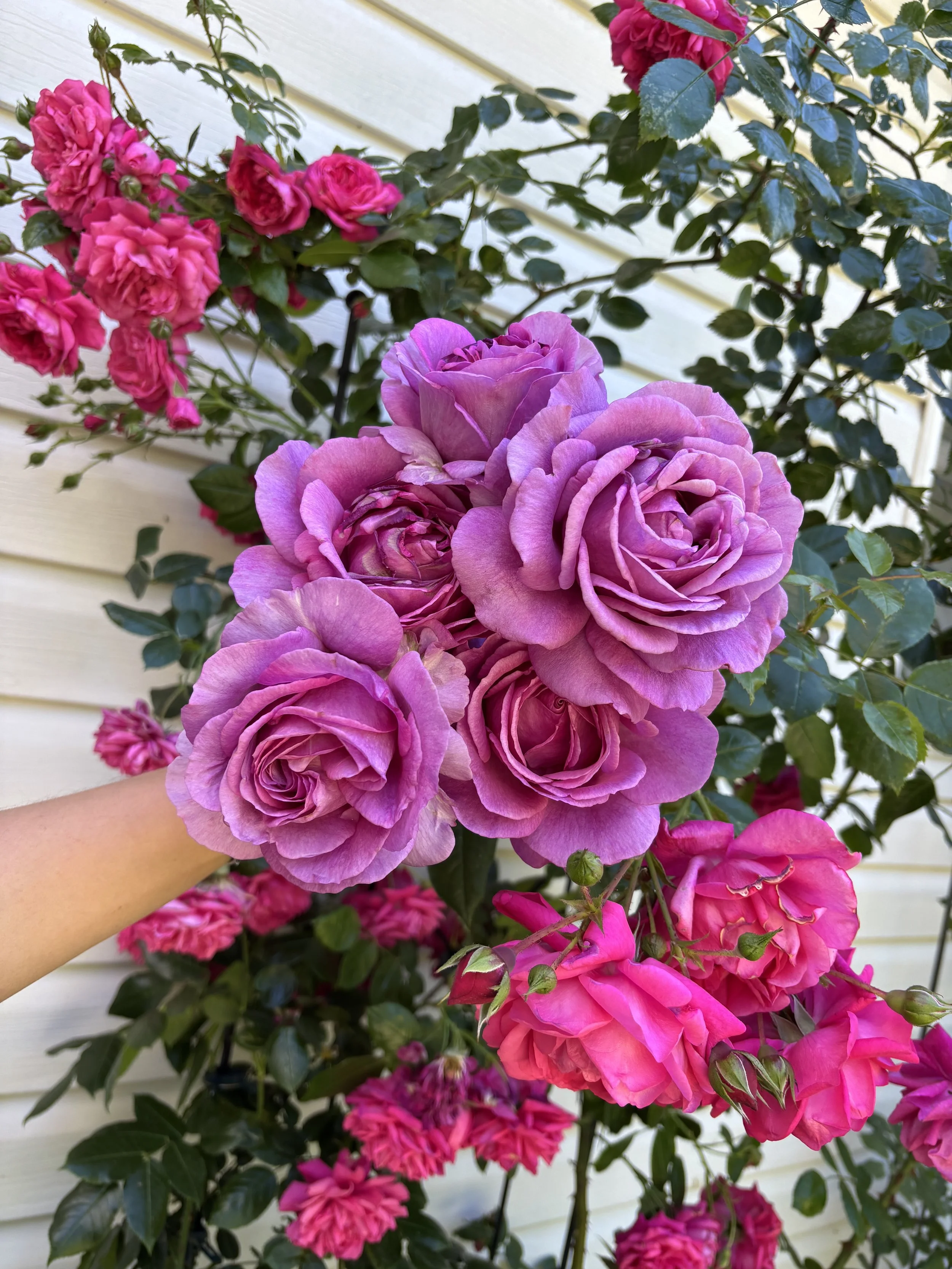 Roses and Rodents - June 2026
