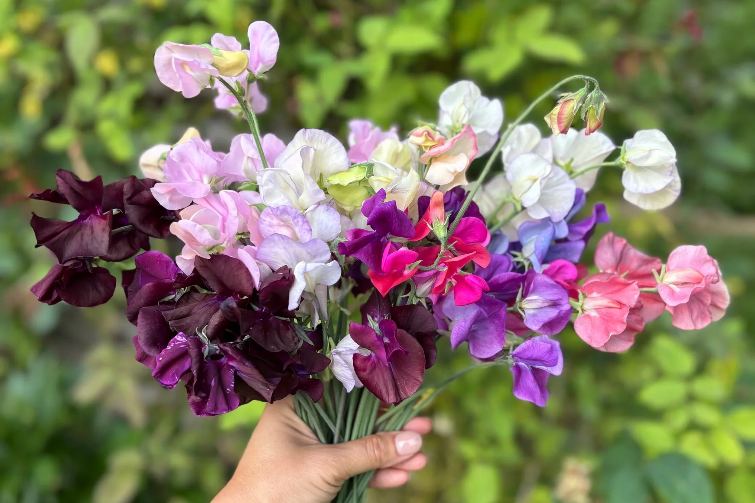 Crafts &amp; Colours: July 2026