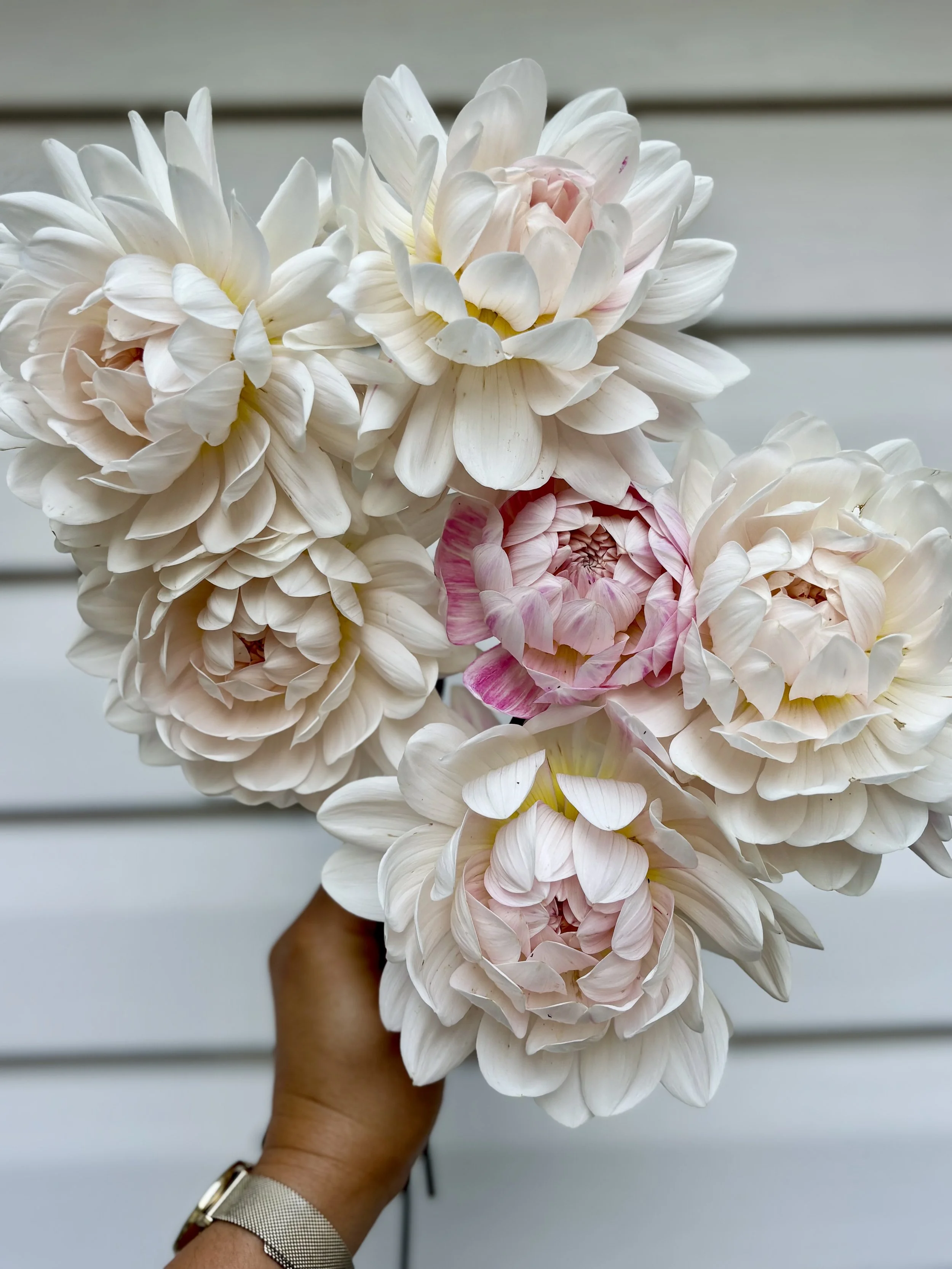 Dahlia Days: August 2026