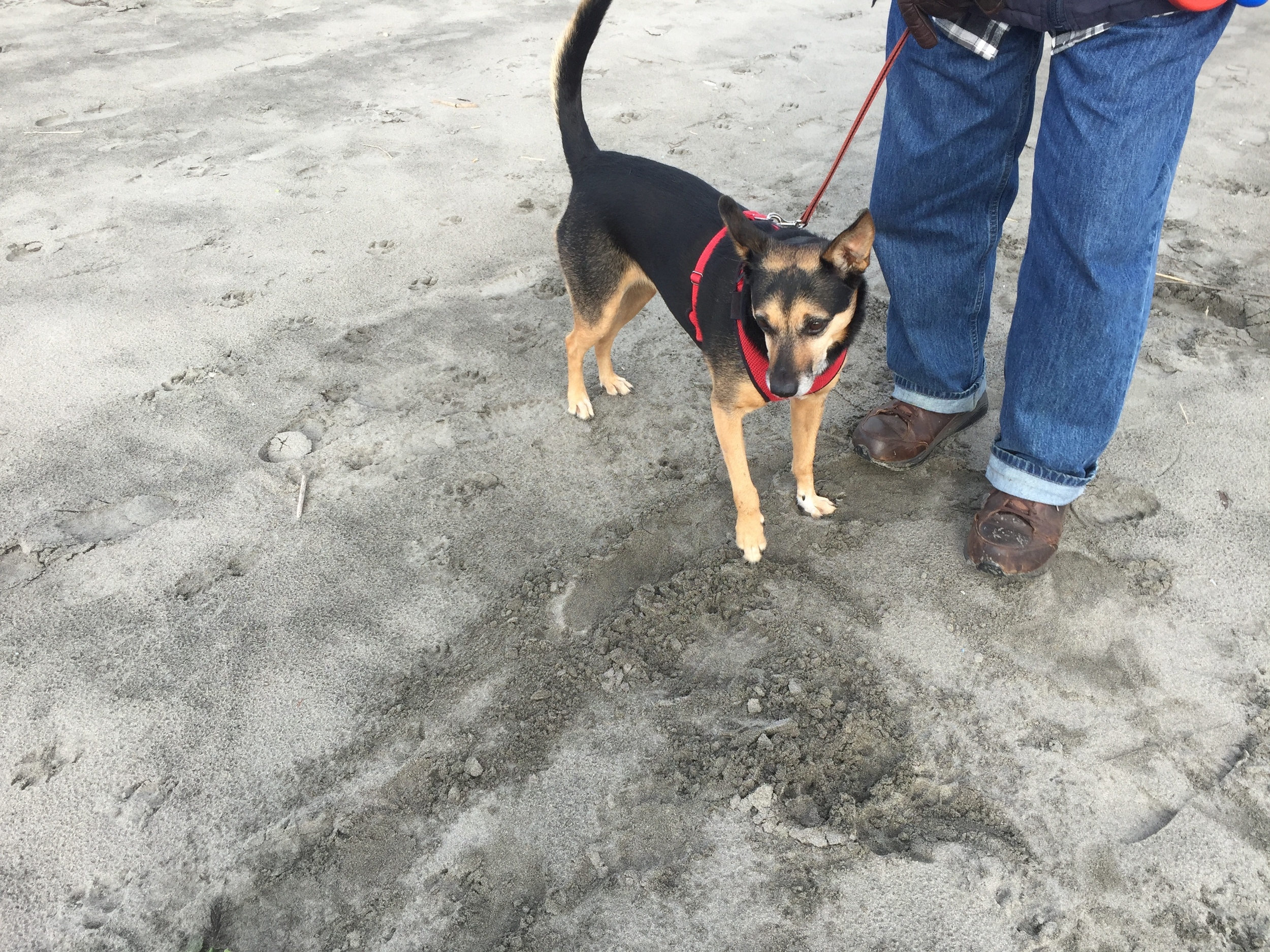 Toby's local doppelganger, who was too dignified to eat rotten seal off the beach...