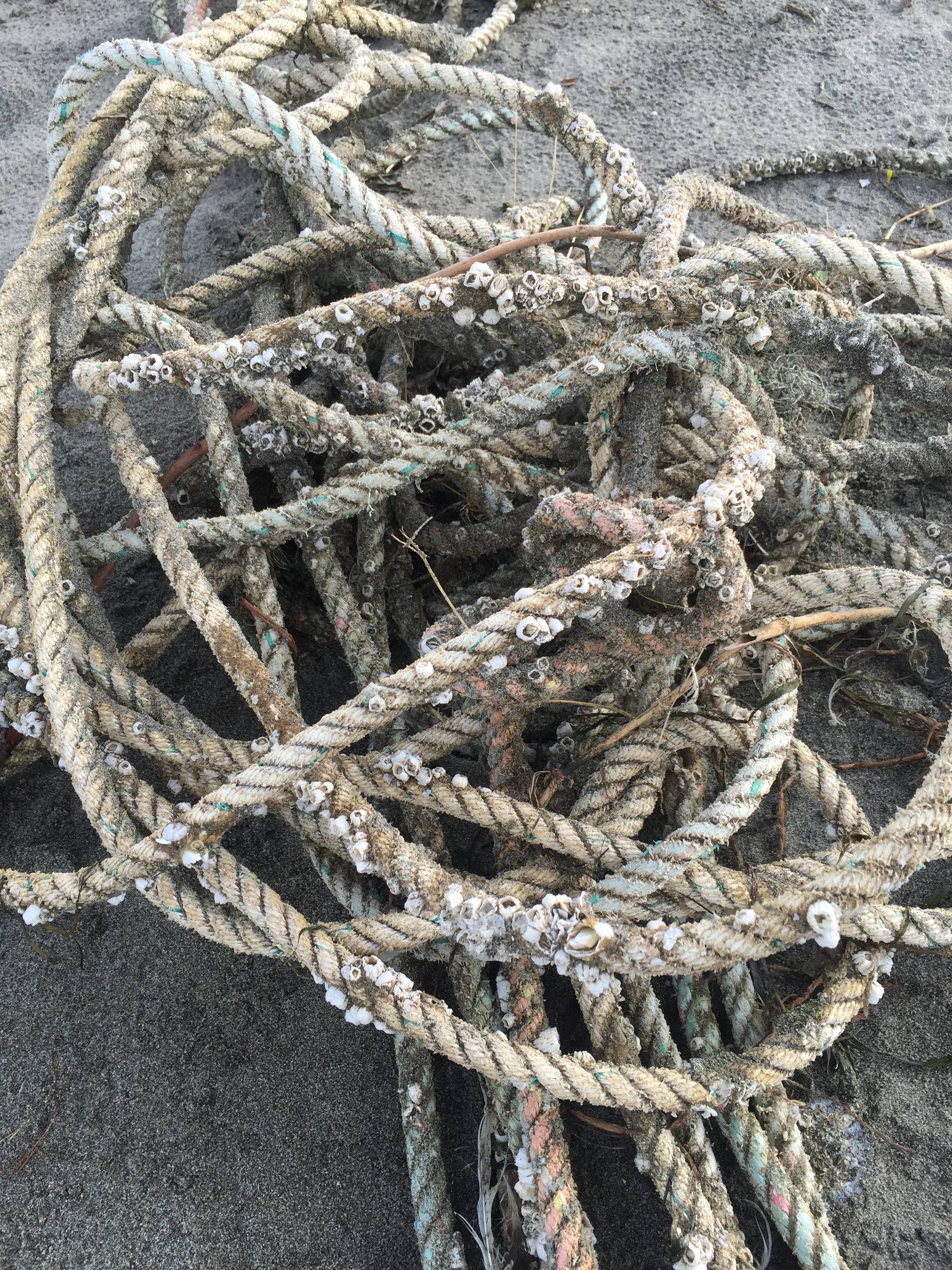 Barnacles making home on some old line.