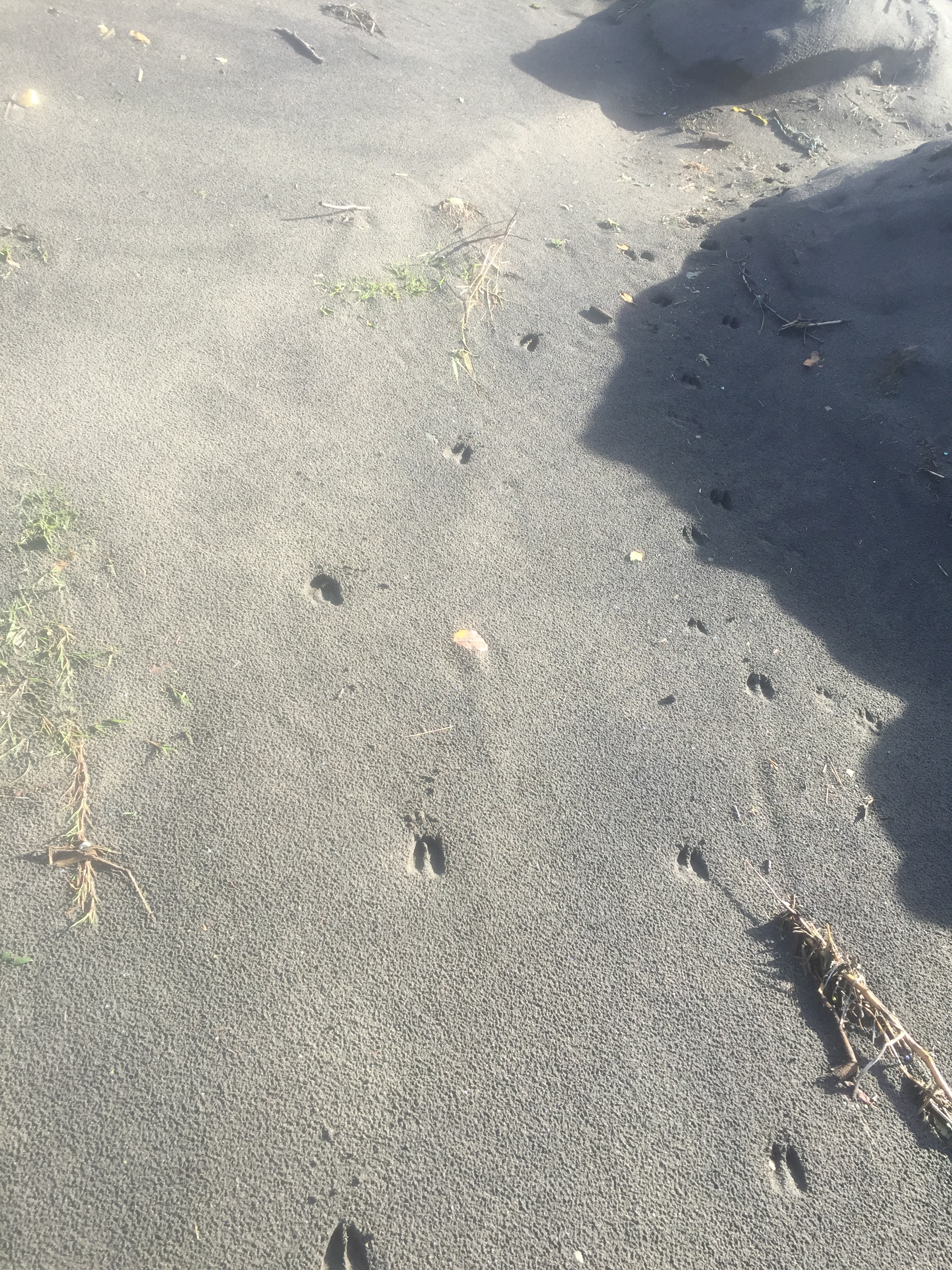 Deer tracks along the red creek.