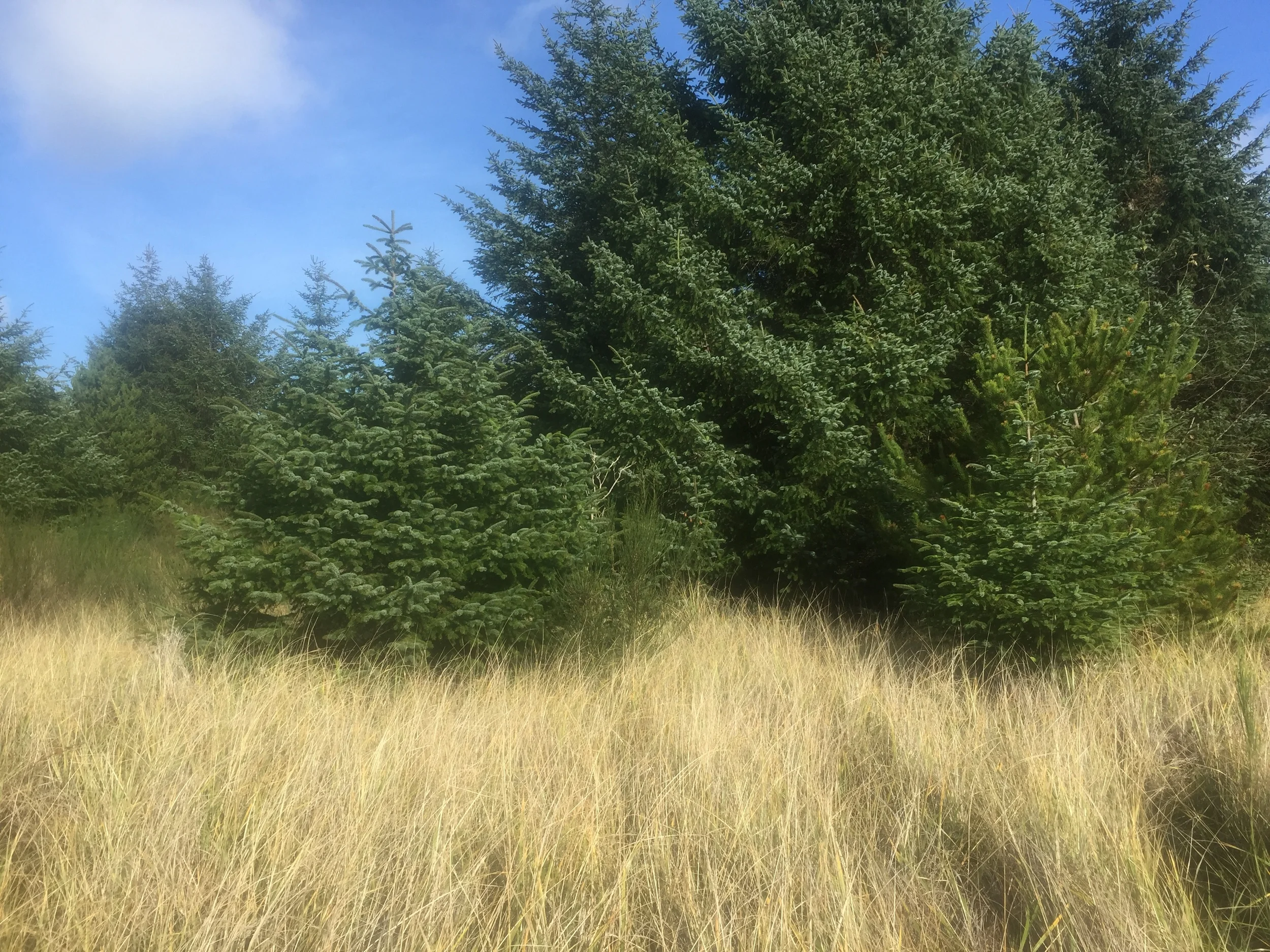 Where the forest meets the dunes.