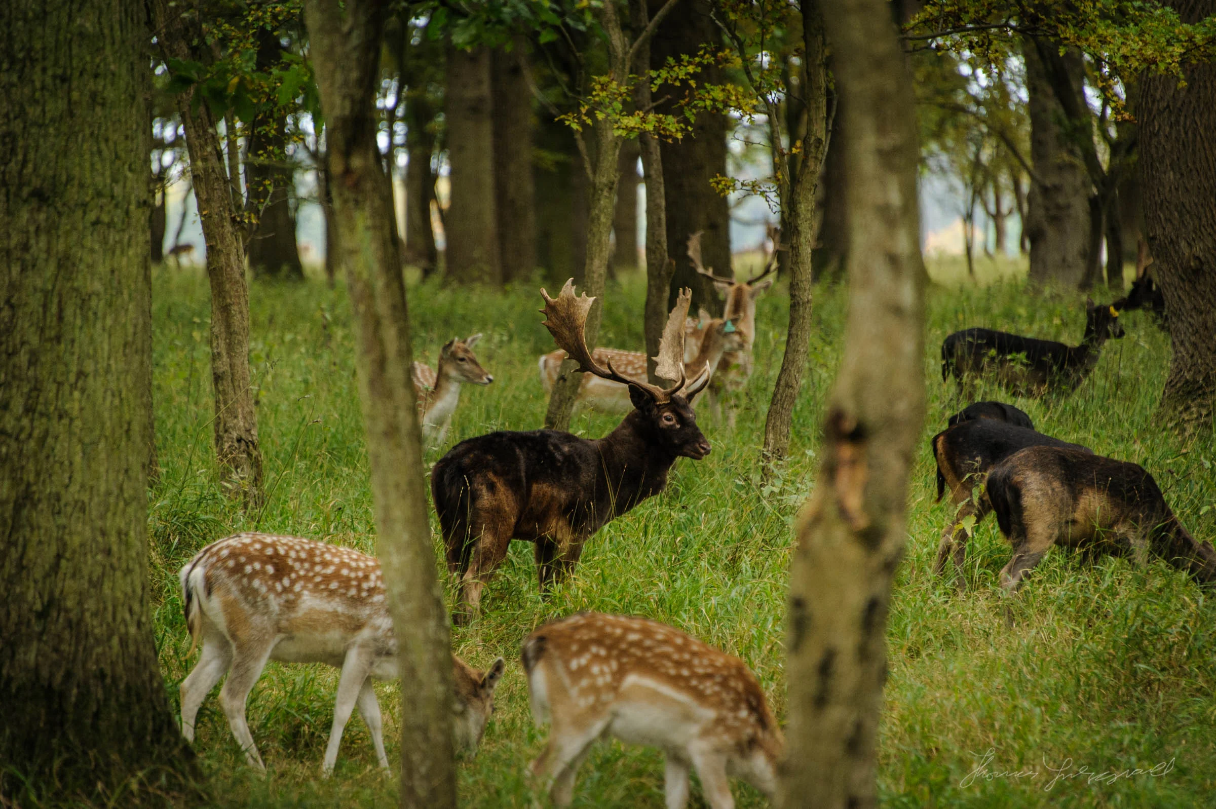 Pheonix-Park-Deer-31.jpg