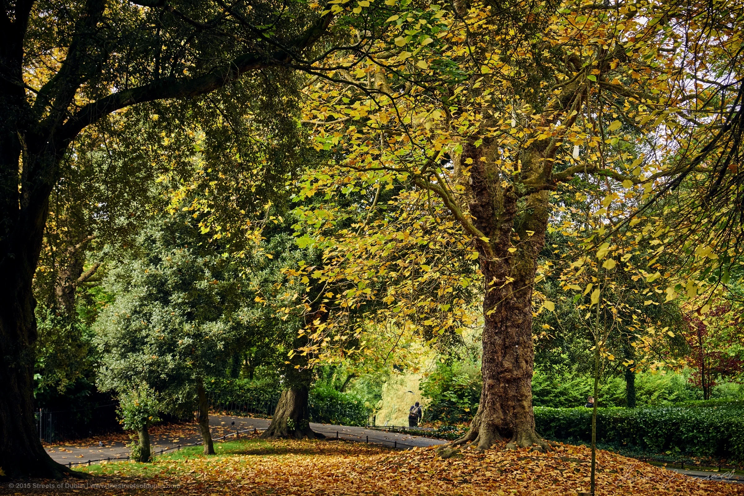 Stephens-Green-Trees.jpg