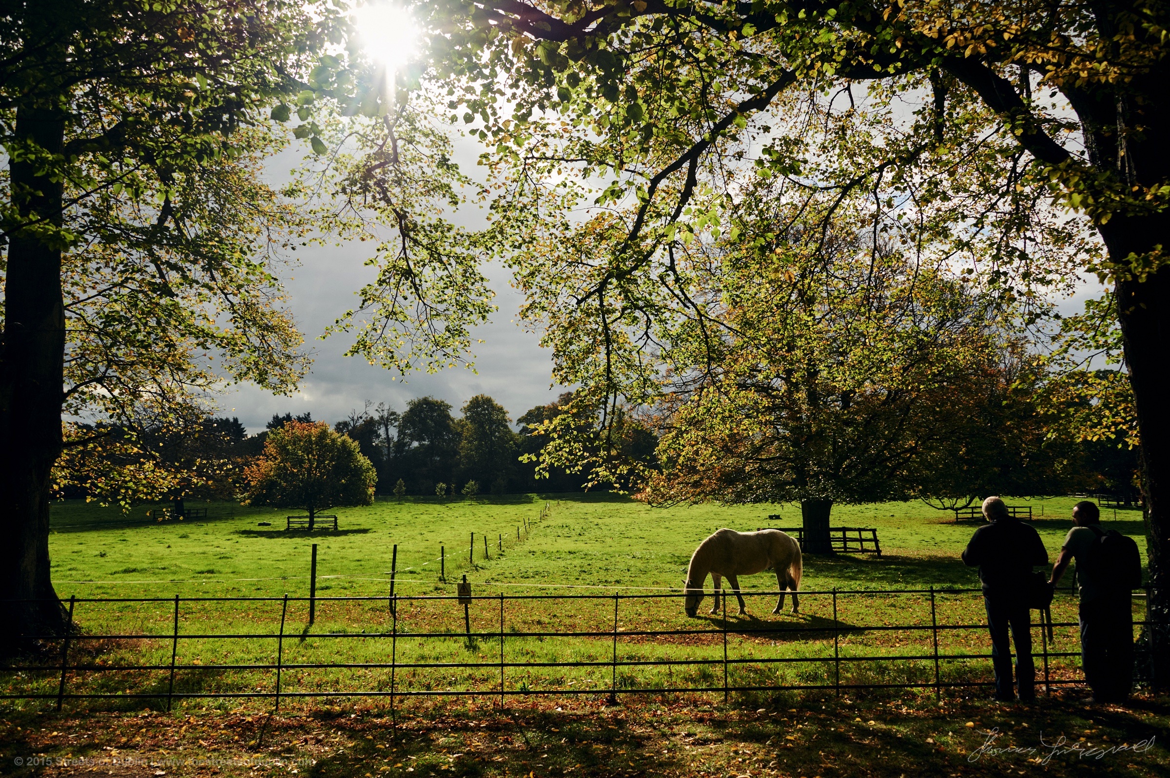 Horses-in-pheonix-park-wmk.jpg