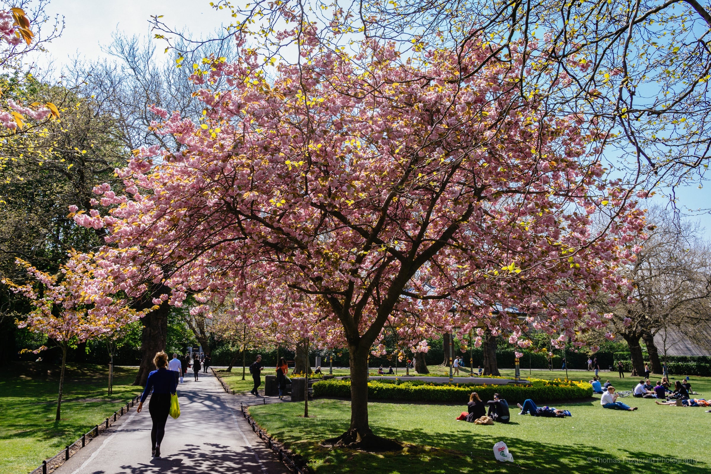 Spring in St. Stephen's Green