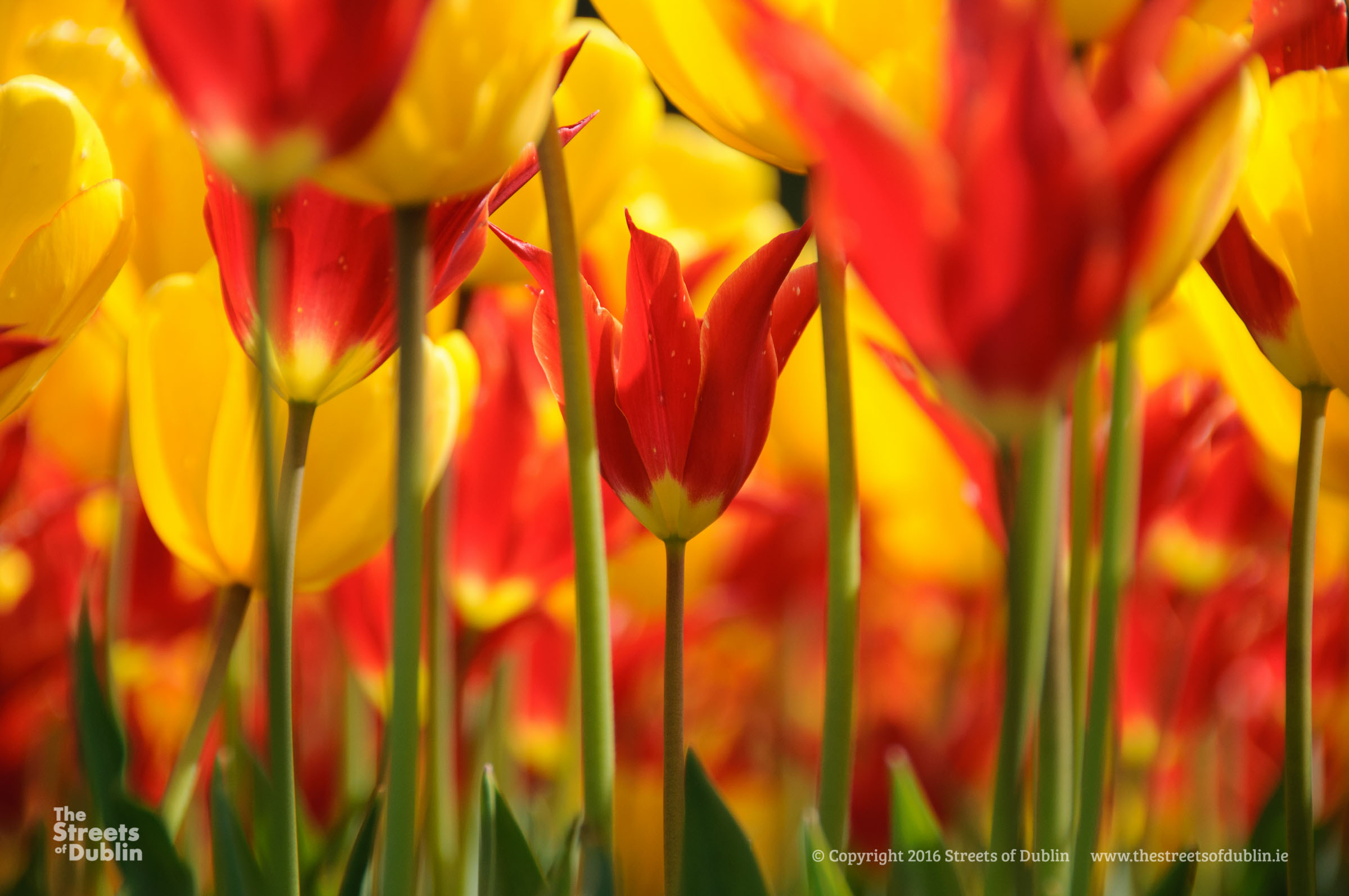 spring in dublin
