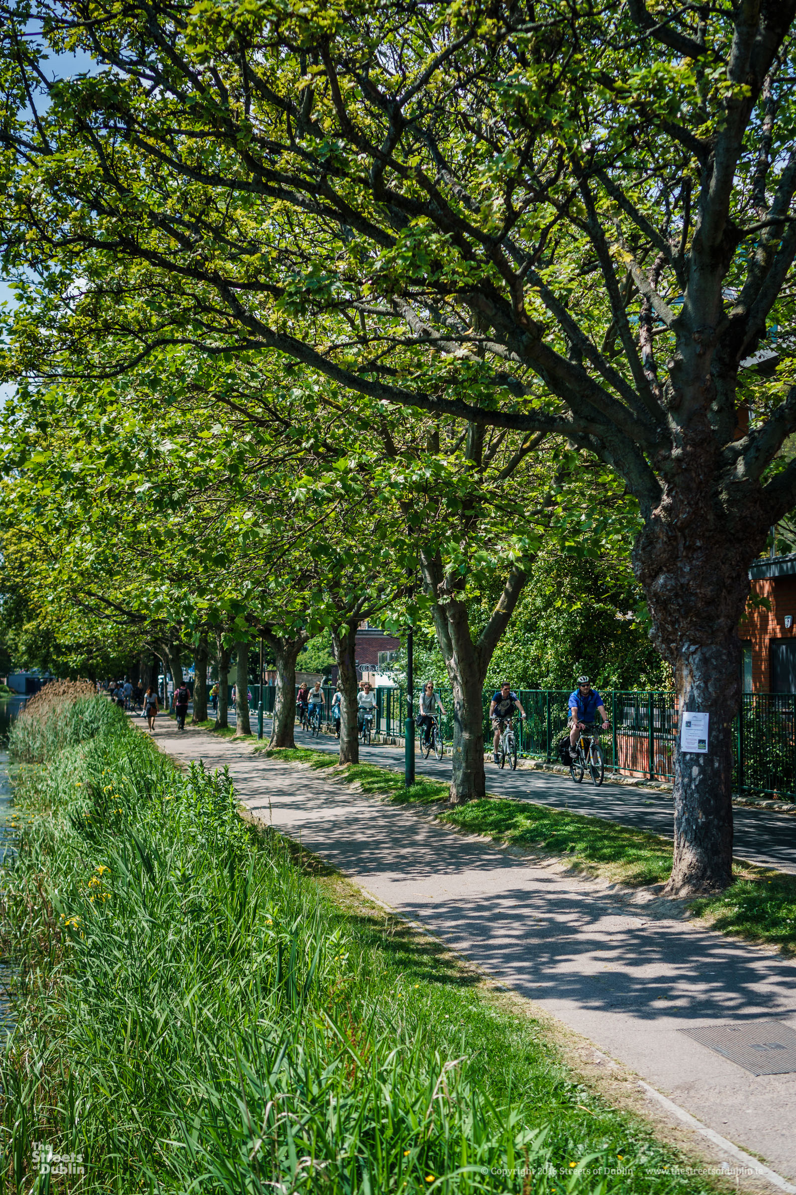 Cyclists under the Trees
