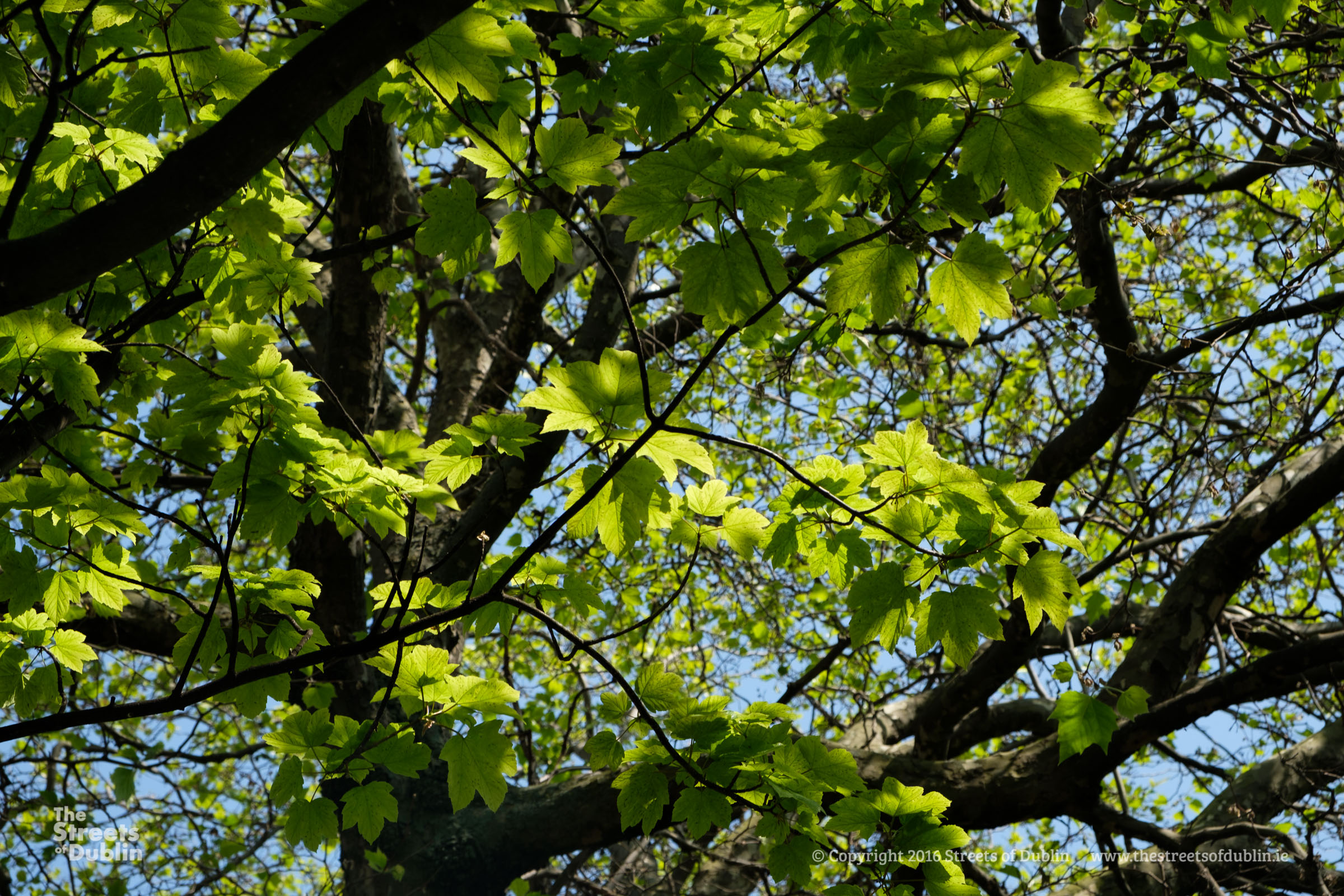 Light falling on Leaves