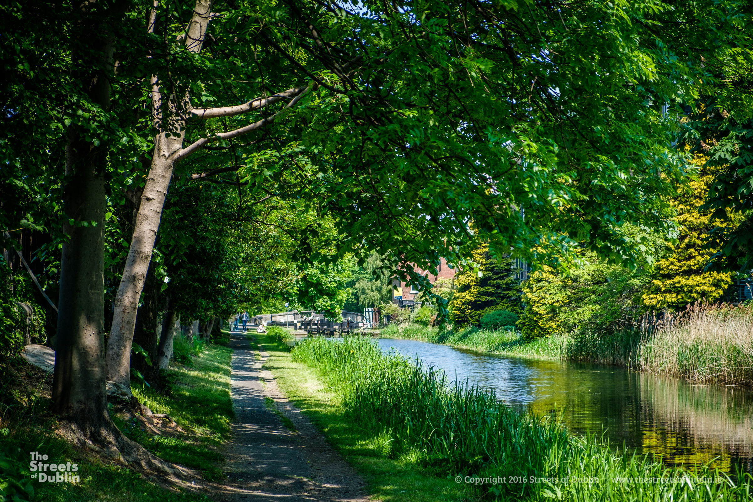 Overgrown Canal Pathway