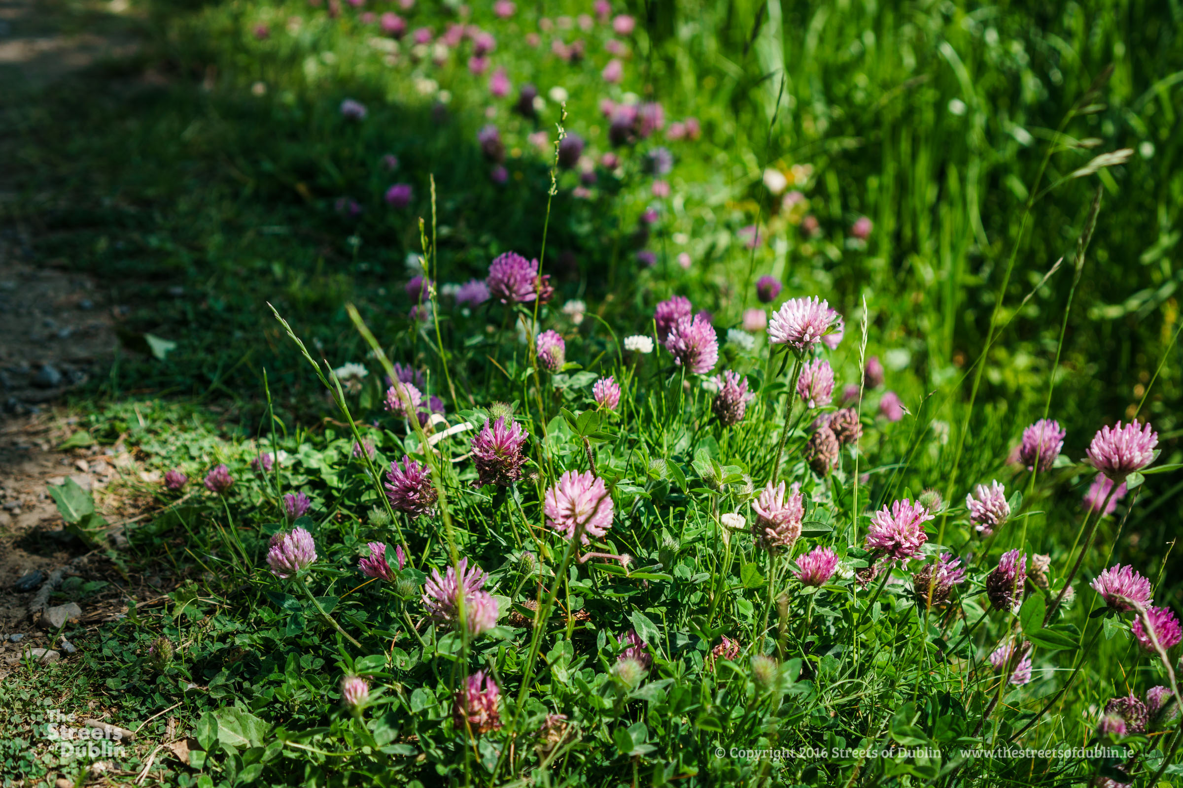 Purple Wild Flowers