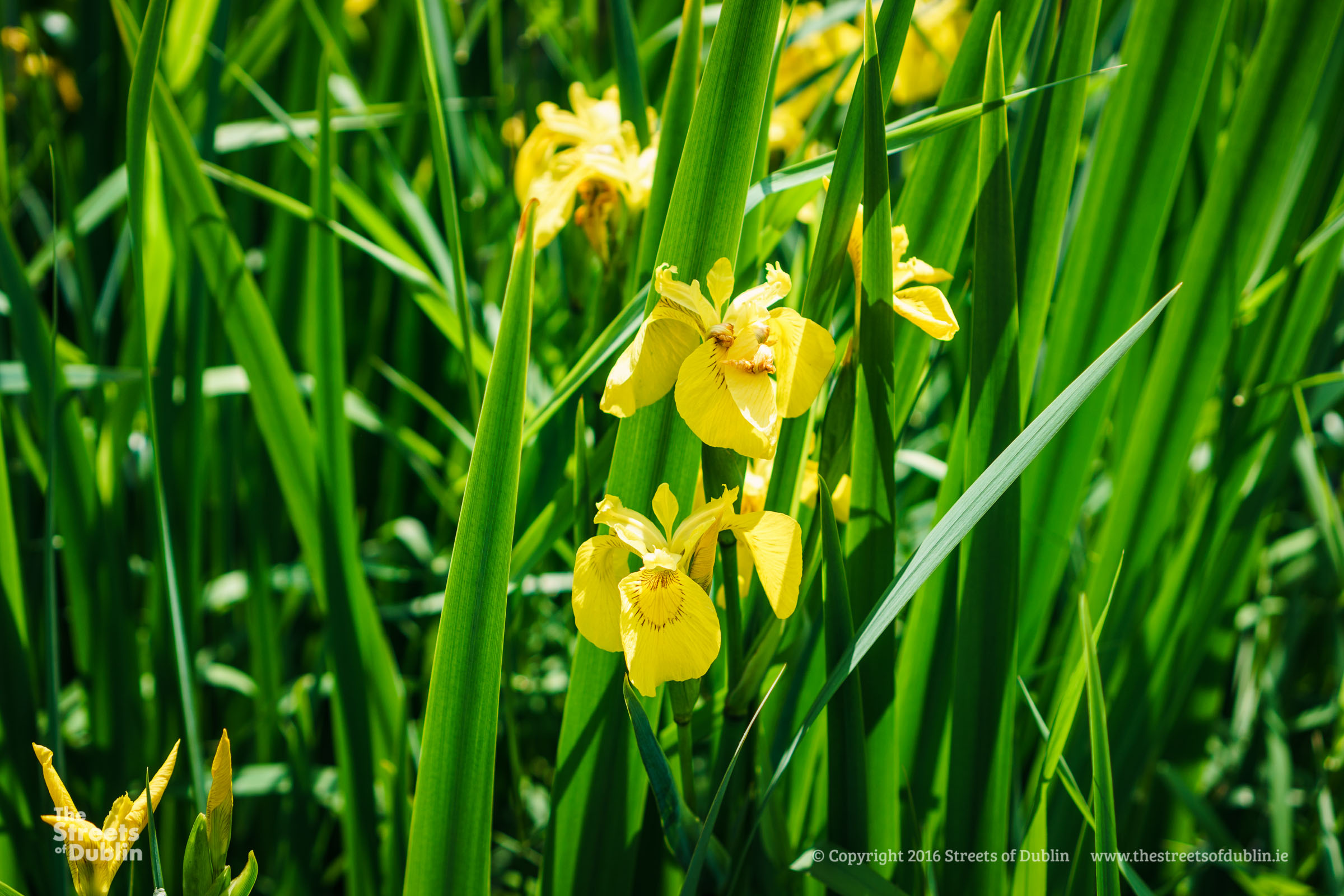 Yellow Reed Flowers