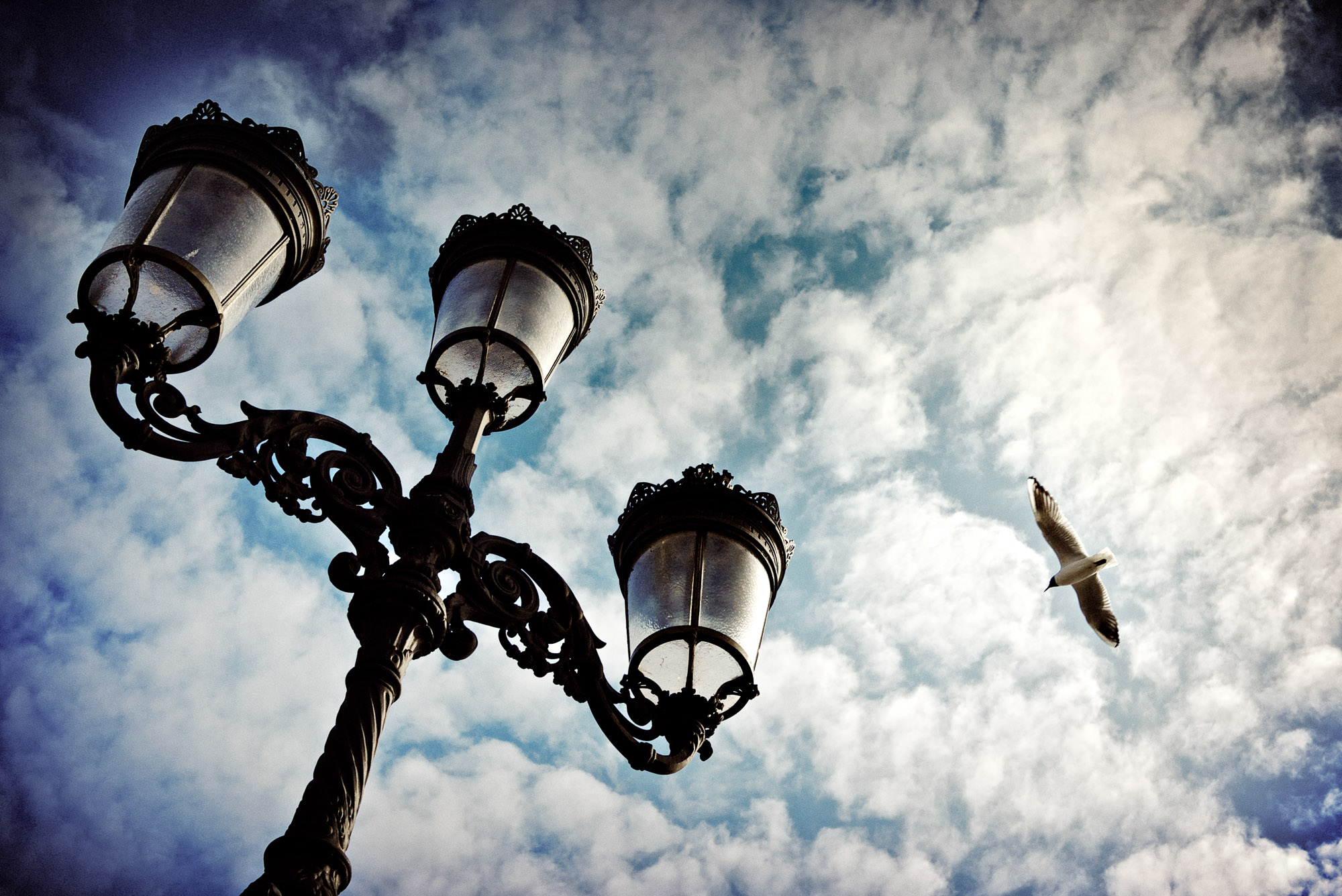 Seagull and Lamp Post