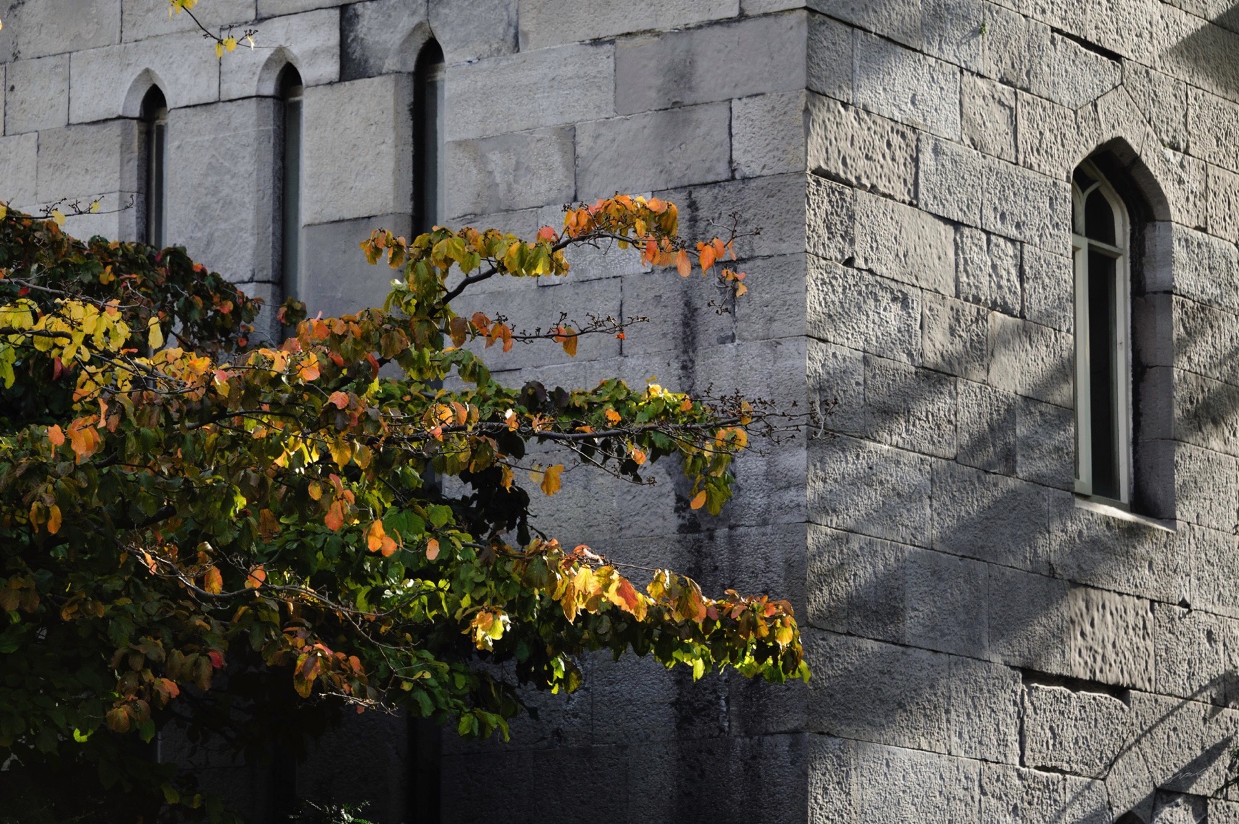 Streets-of-dublin-best-of-2016-017.jpg