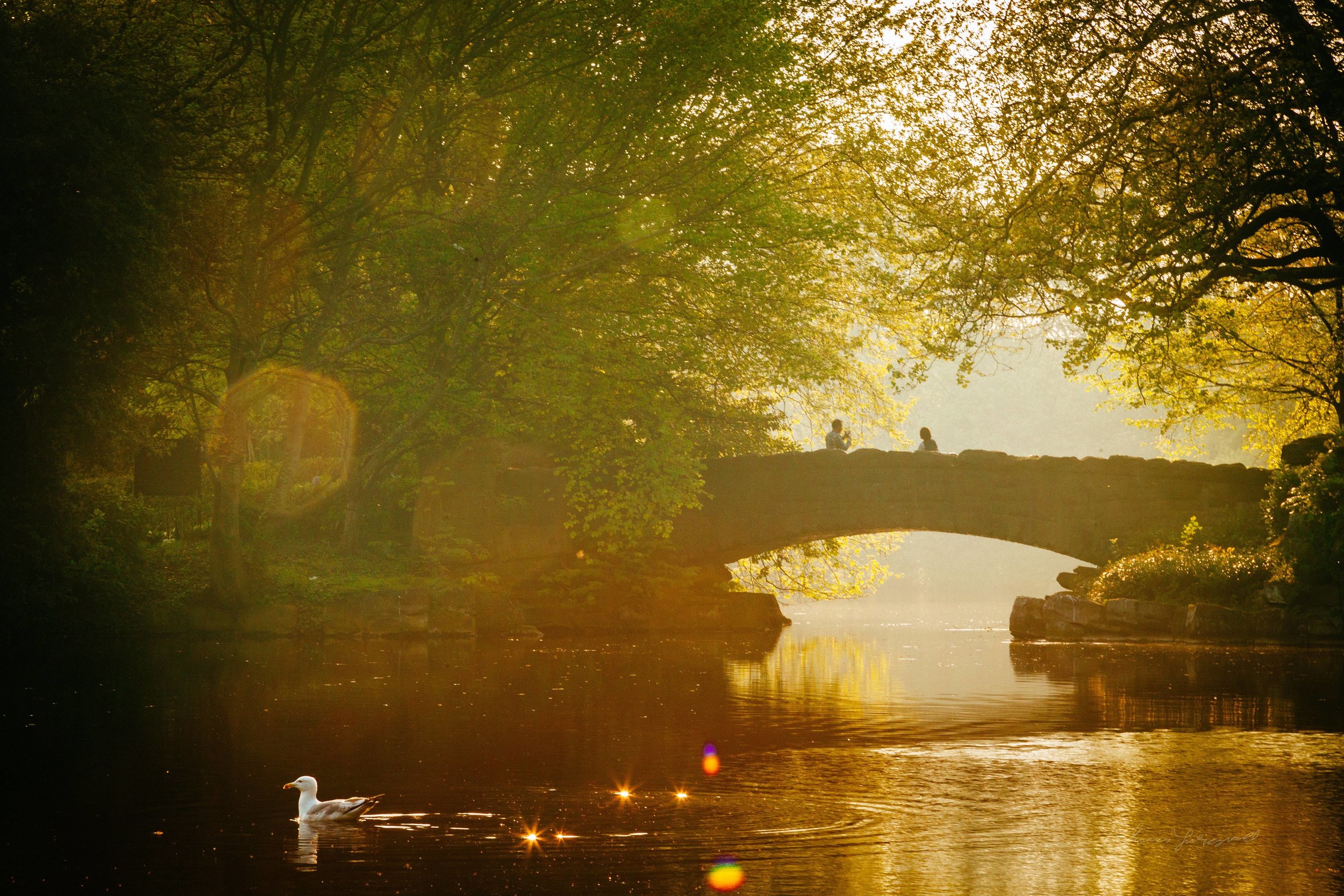 Sunset over the lake in Stephen's Green