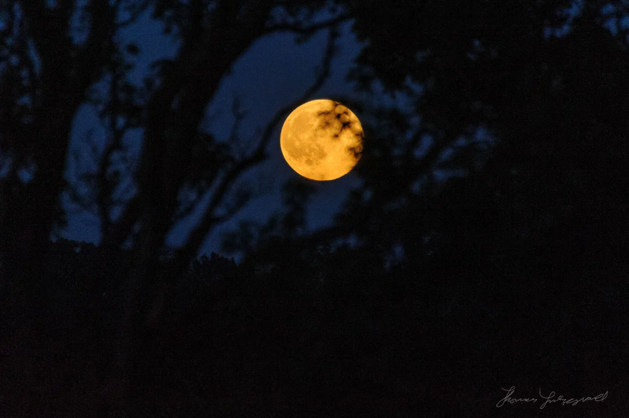 The Honey Moon over Dublin last night. According to National Geographic: It’s called a Honey Moon because the sun’s path across the sky at its highest during this month of the summer solstice, the moon is at its lowest, which keeps the lunar orb close to the horizon and makes it appear more amber than other full moons this year. - A full moon coinciding on Friday the 13th is not all that uncommon, occurring every three or so years. But having the combination of a honey moon and Friday the 13th is rare, last occurring on June 13, 1919, according to the popular astronomy site Universe Today. We’ll have to wait until June 13, 2098, for the next one.
