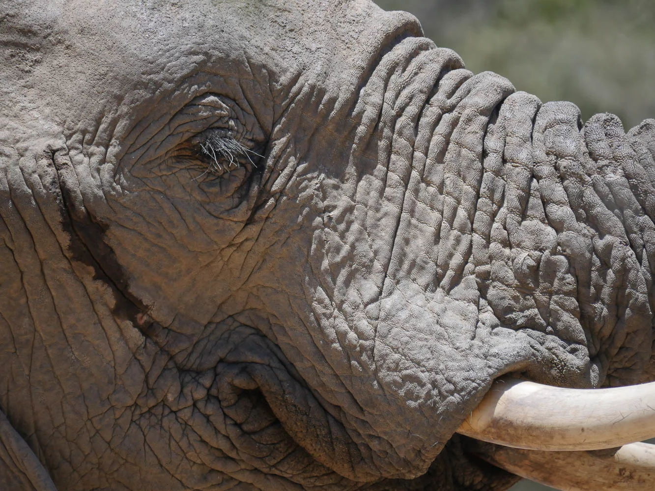 Elephants - a little bit closer than expected