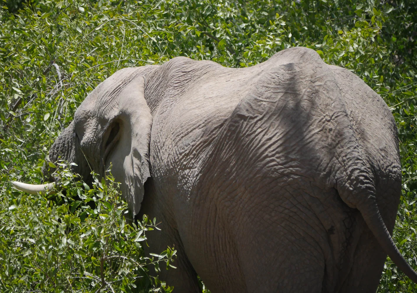 Elephants in Camp Kaokoland