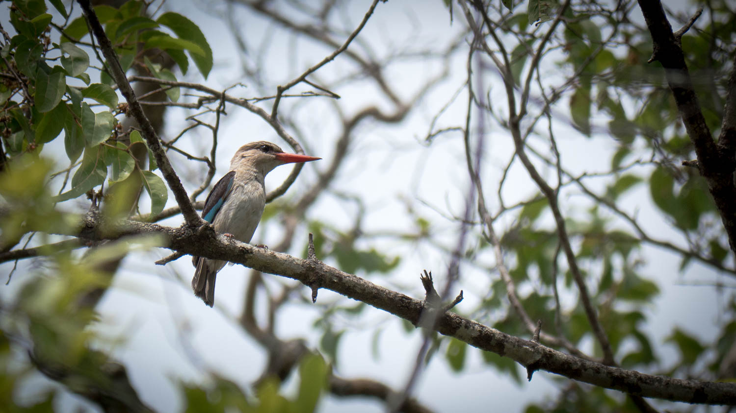 Kasanka Kingfisher 3.jpg