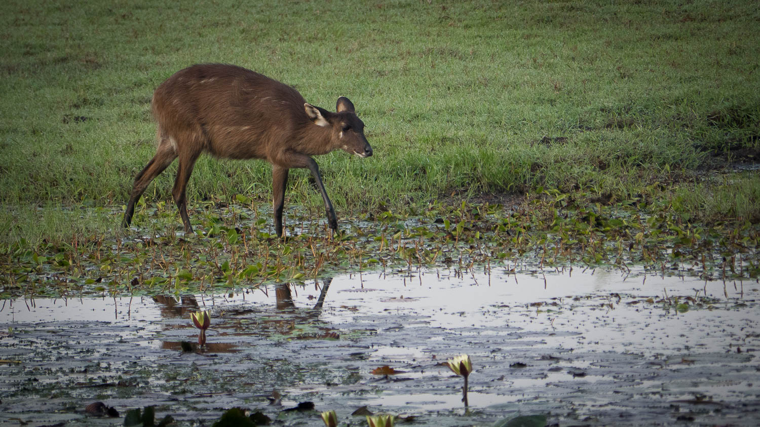 Kasanka Sitatunga.jpg