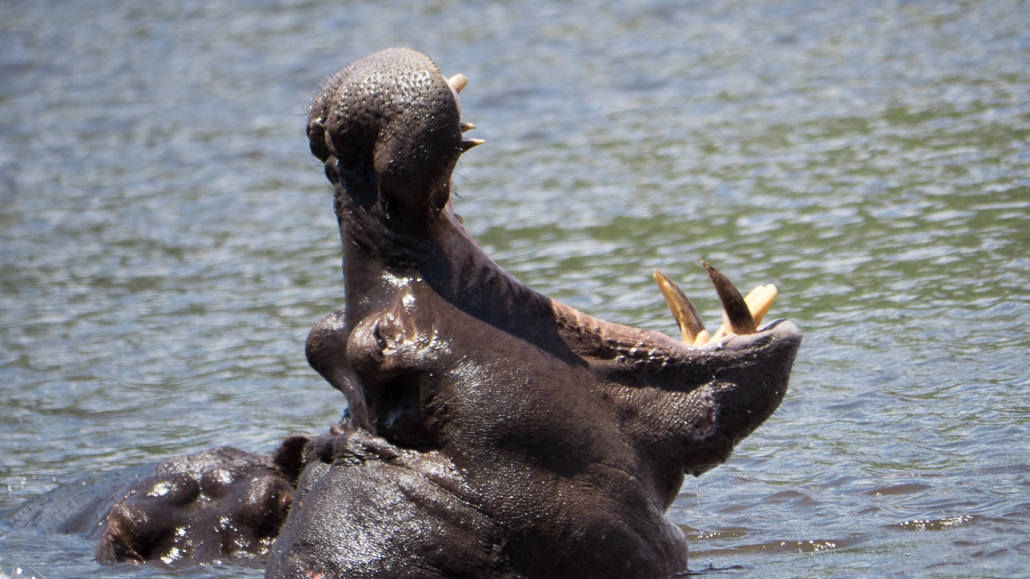 Botswana - Hippo2.jpg