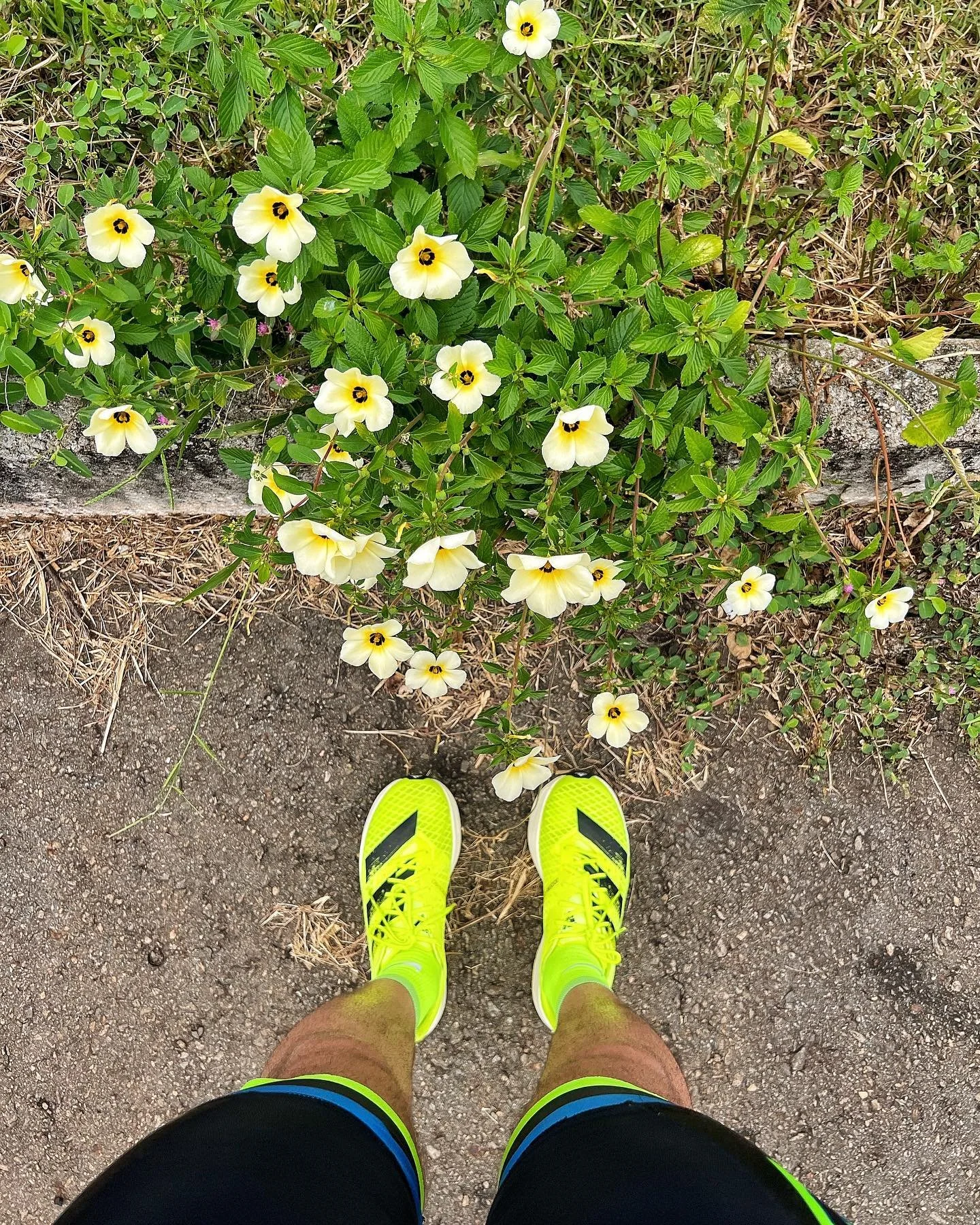 Adidas Adios Pro 1

OLD, but good