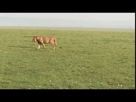 The Peaceable Kingdom, Lewa Wildlife Conservancy, Kenya