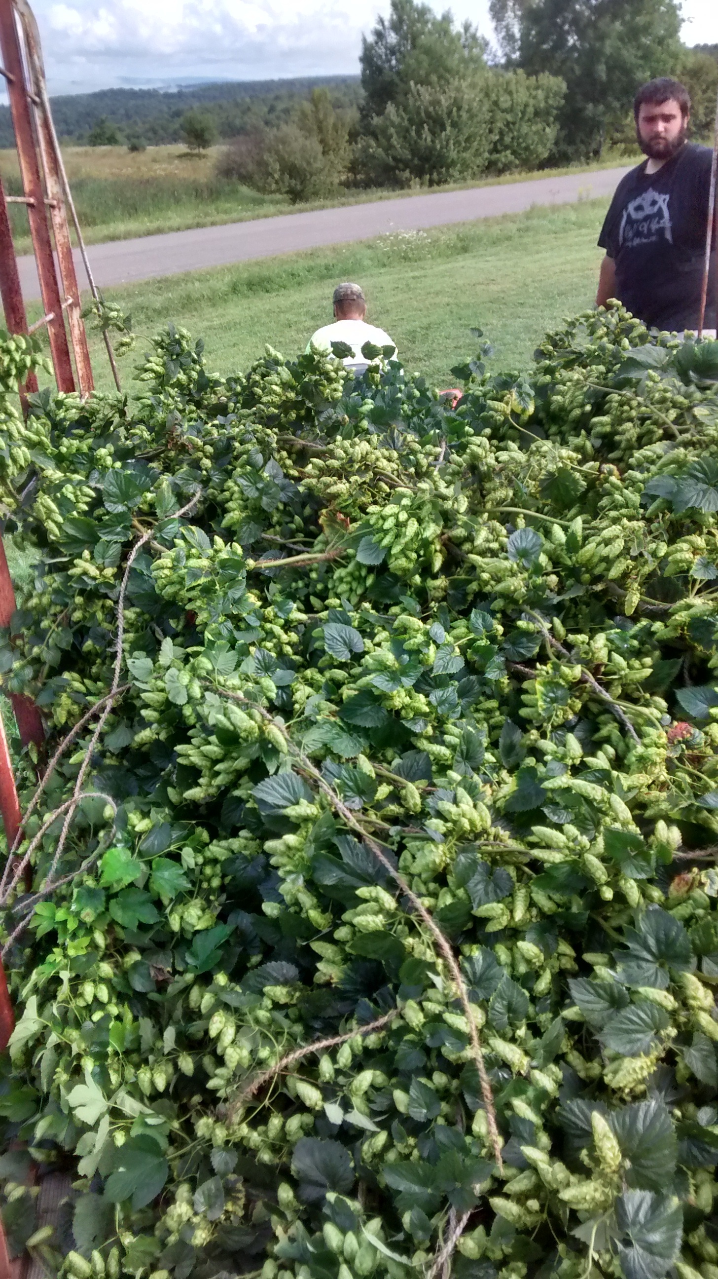 2015 Hop Harvest 