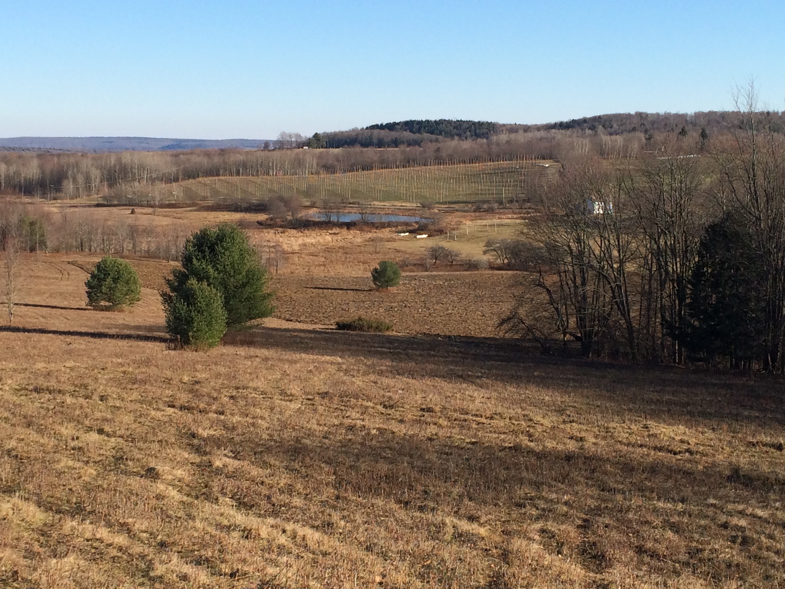 December 2014 ~ Beer Trees in the distance.