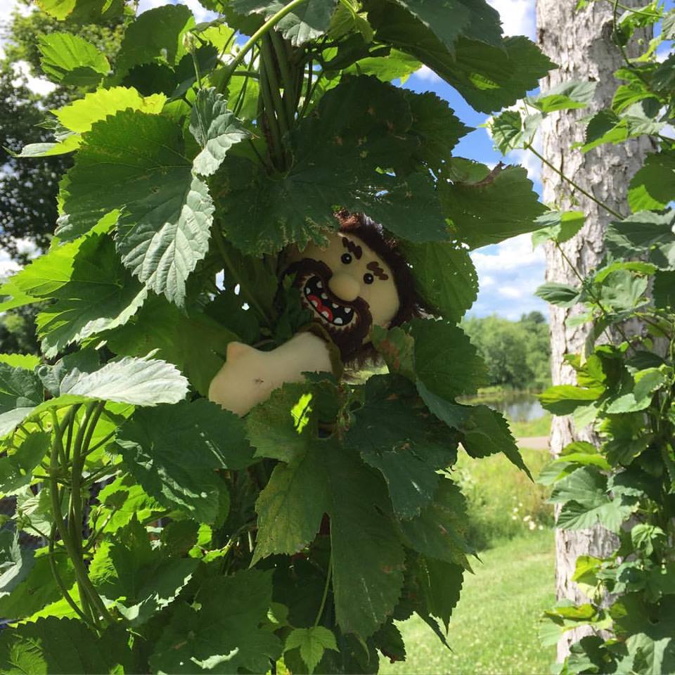 June 2016 ~ Climbing up the Beer Tree! 