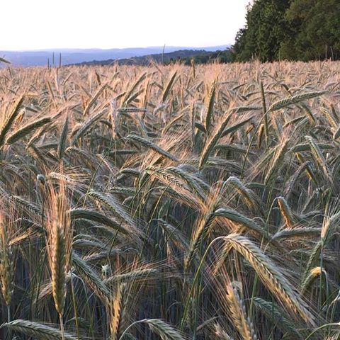 July 2016 ~ The rye field at sunset. Love this picture!