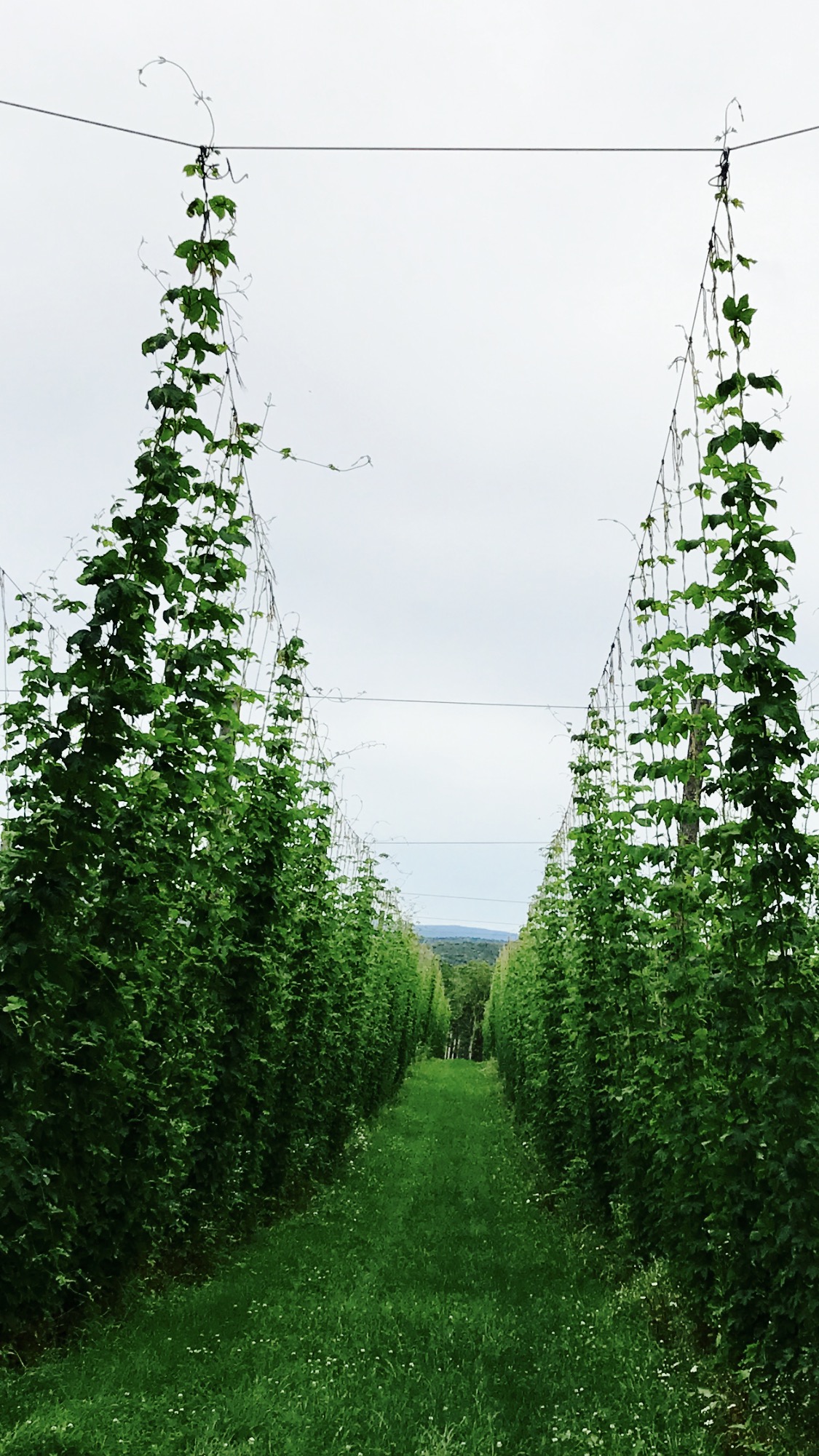 Newport hops - June 2017