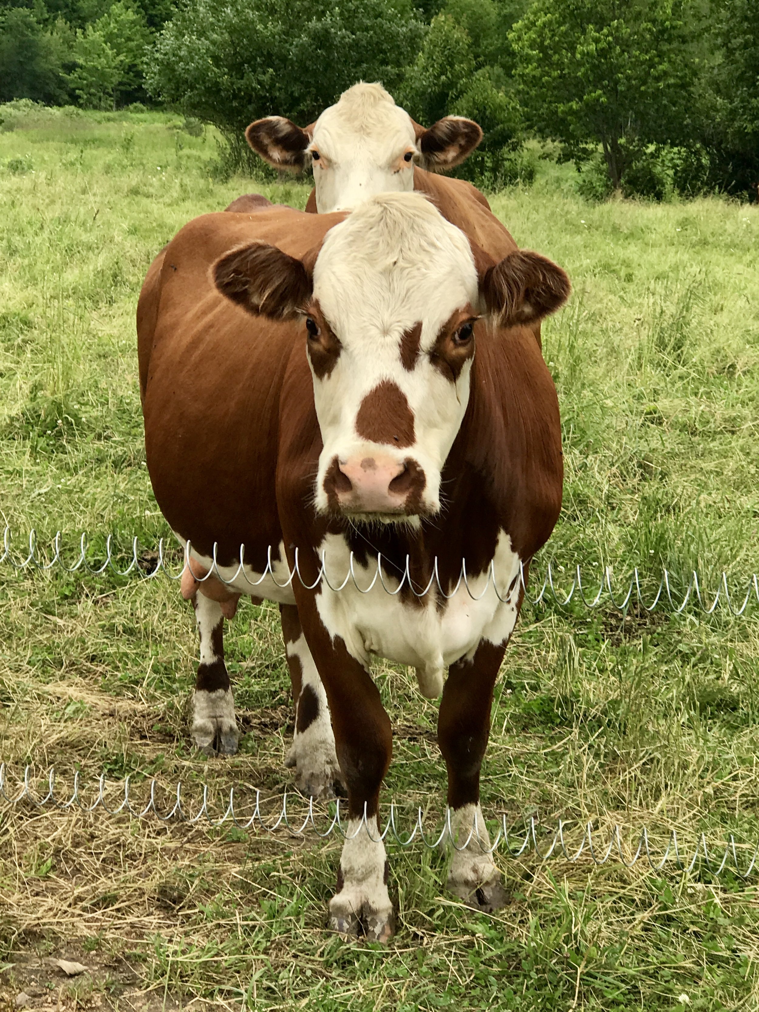 2017 ~ We decided to add some cows to our farm this summer. They're so peaceful. Mooooooooooo!!