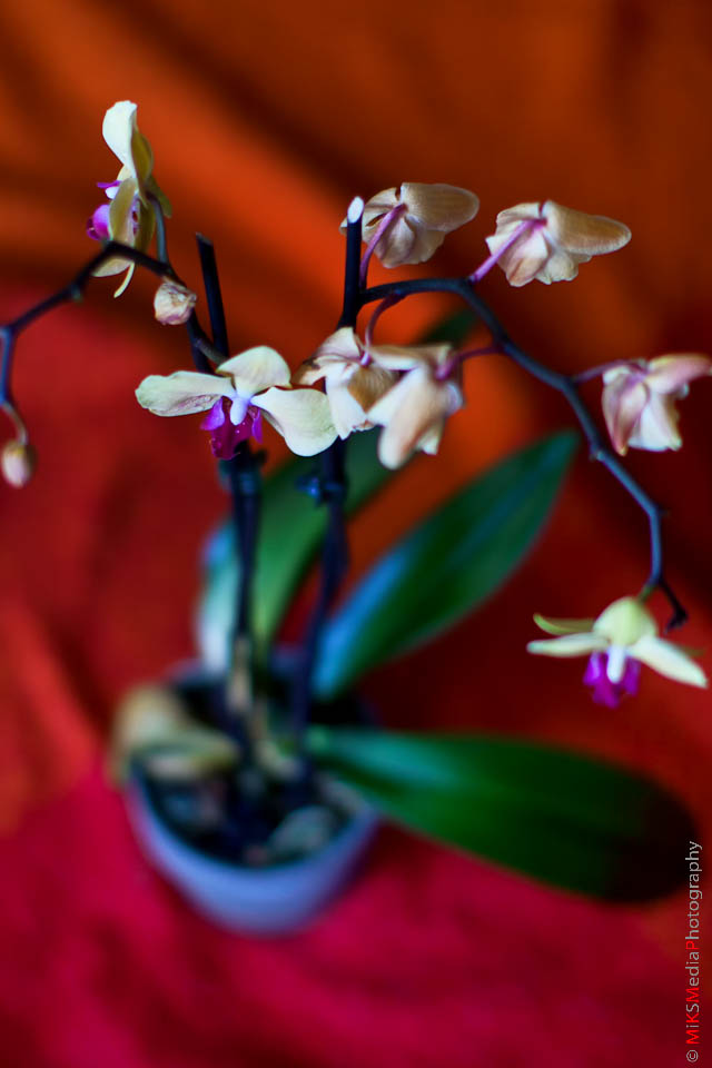 IMG_9744-Edit