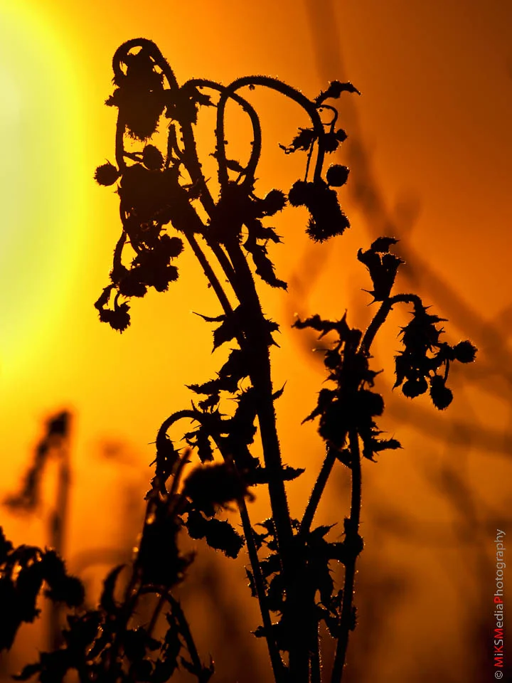P1050687-Edit