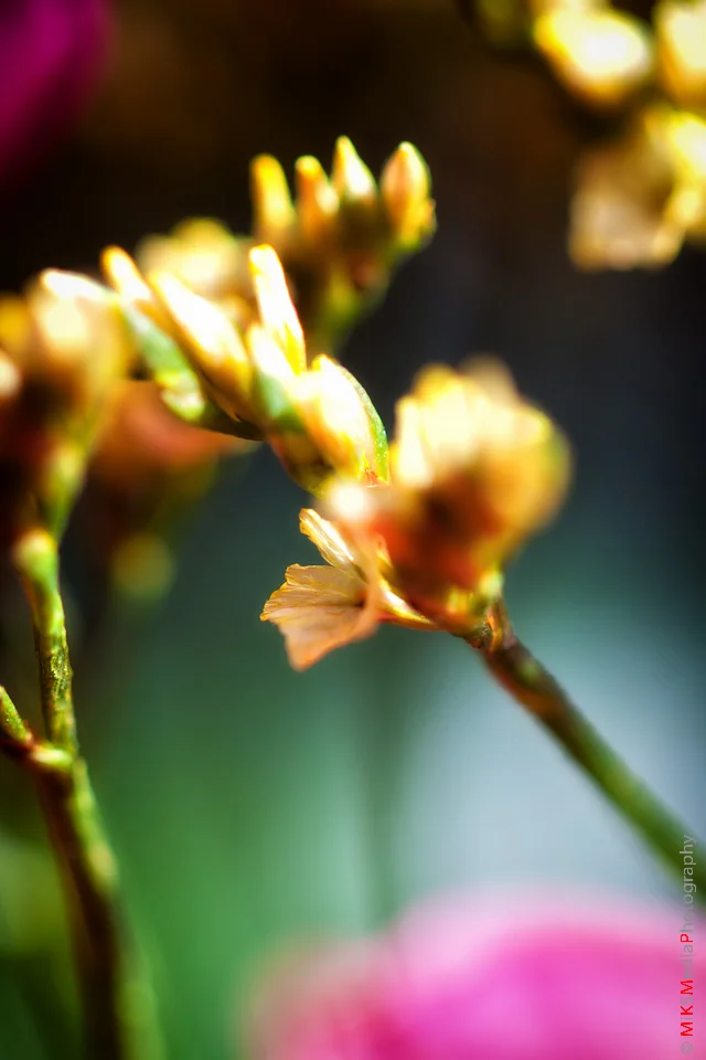 IMG_2355-Edit