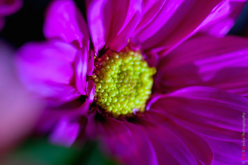 IMG_2363-Edit