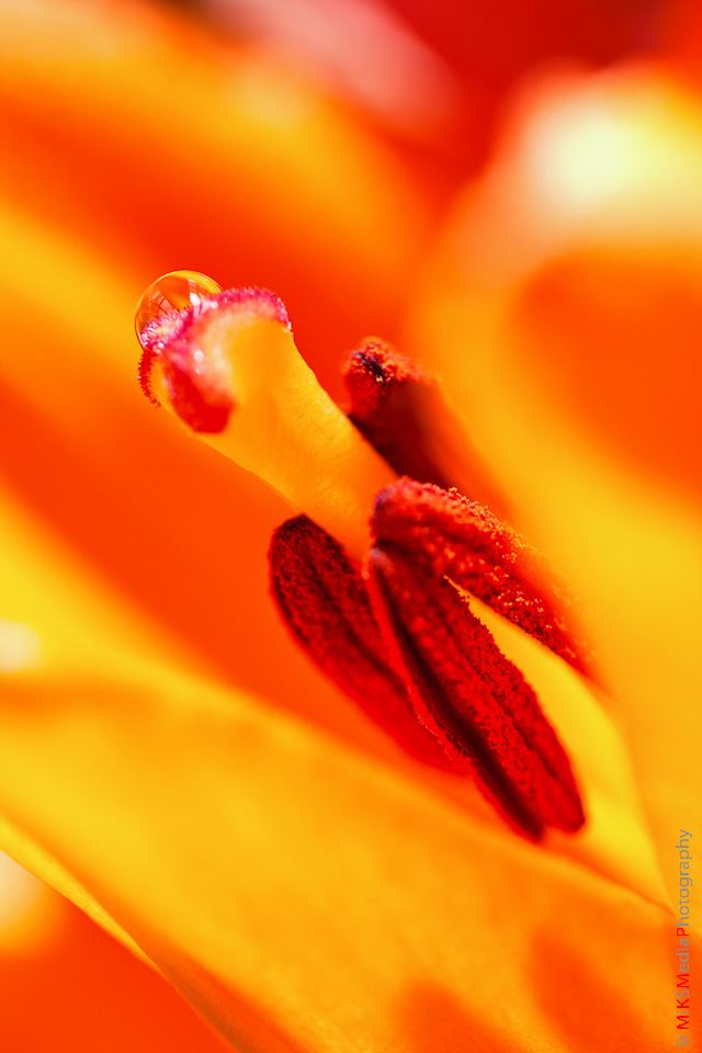 IMG_2375-Edit
