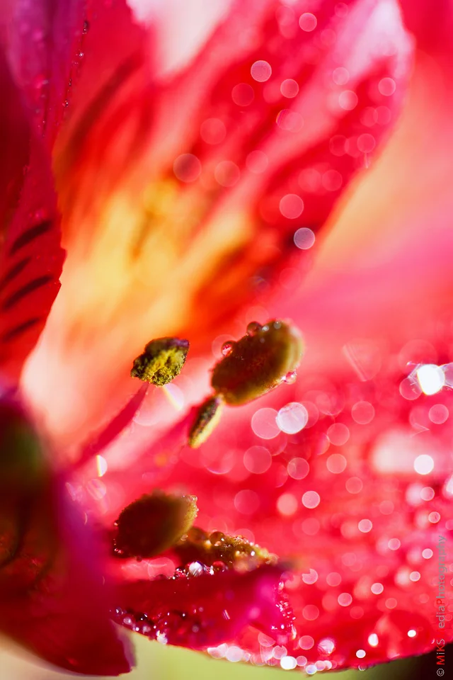 IMG_2466-Edit