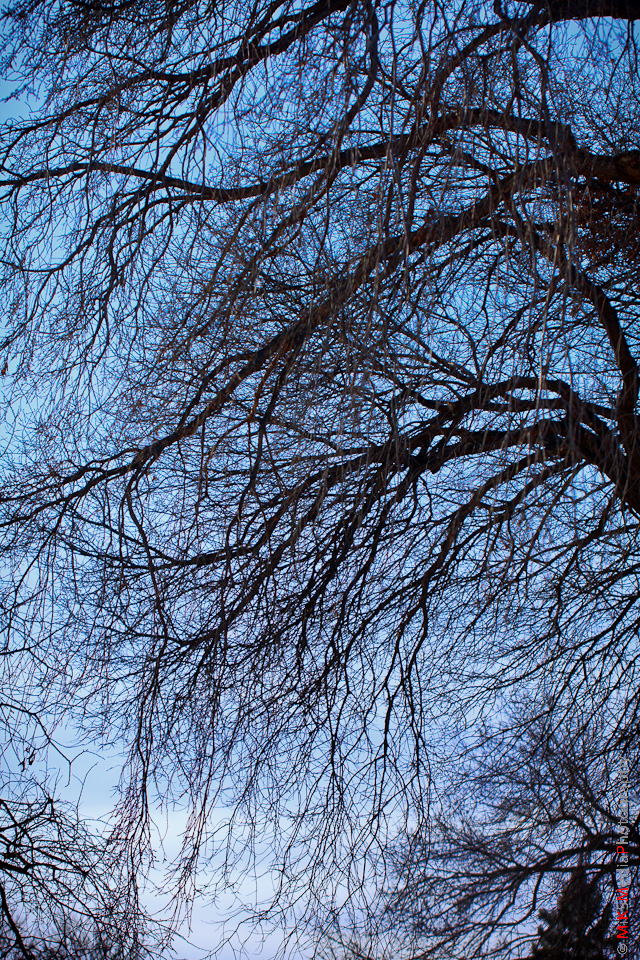 In the trees - the spring has a way to go..