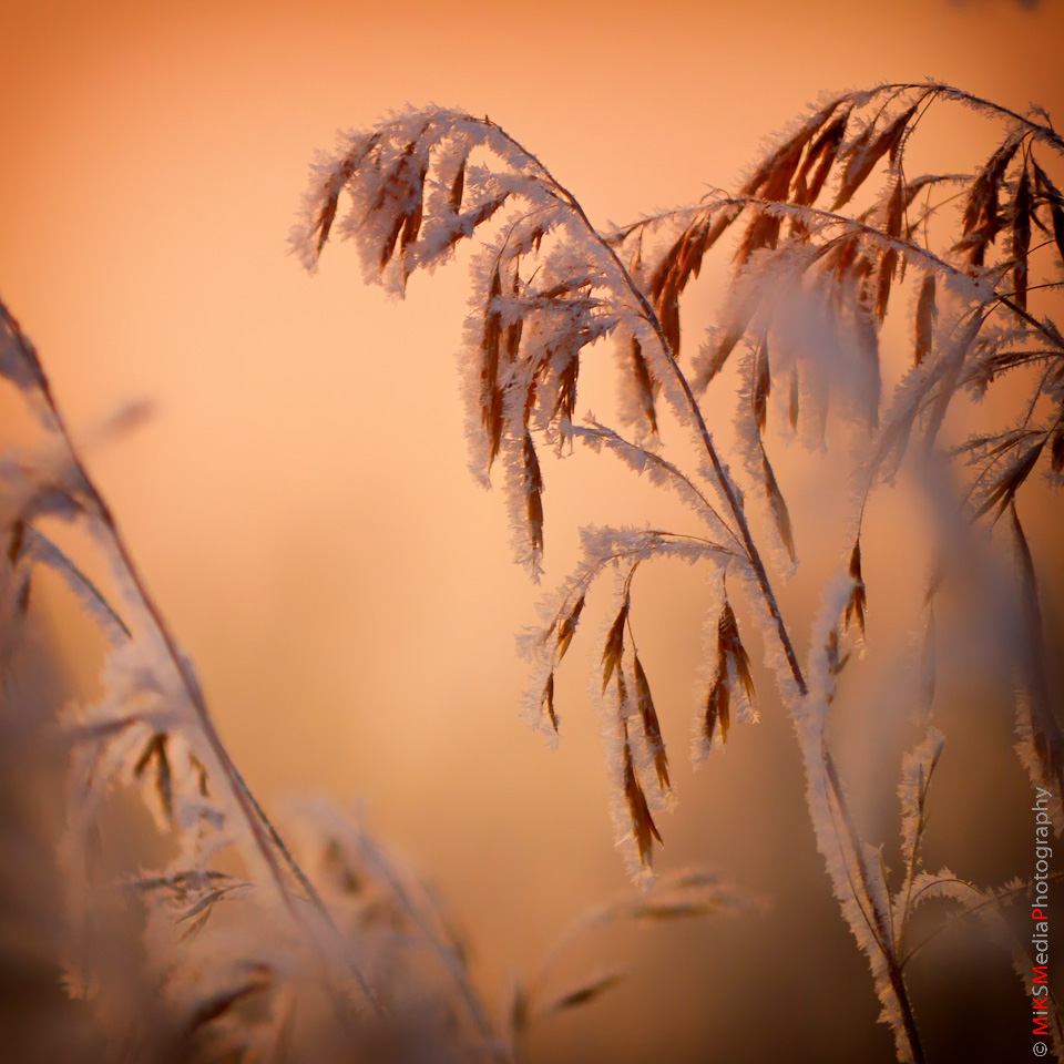 Winter beauty