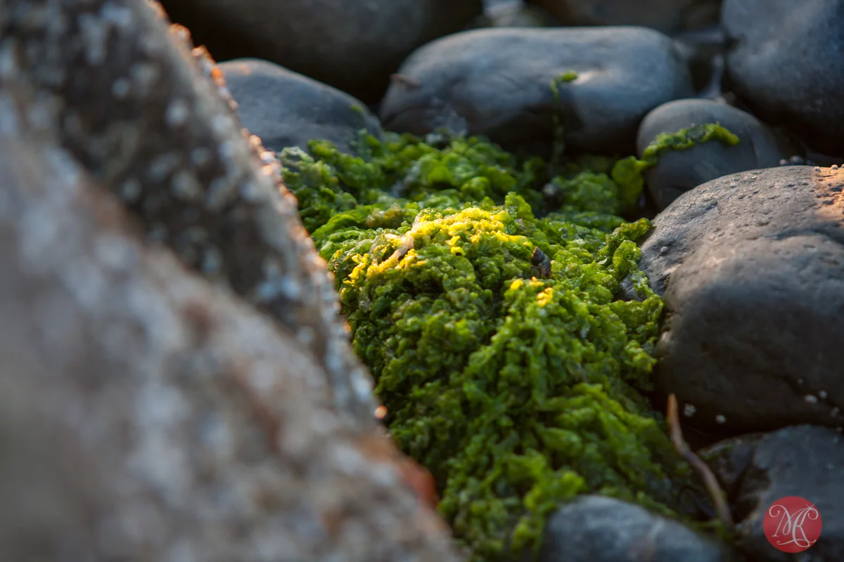 Evening at Qualicum Beach.. 1