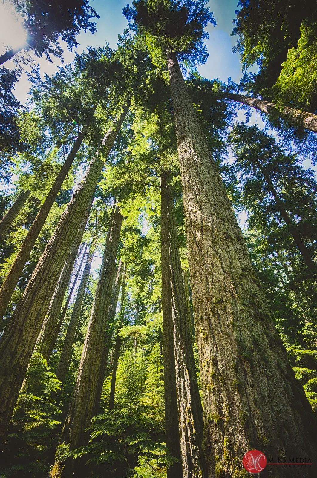 Cathedral,grove,bc,trees,history,nature 01